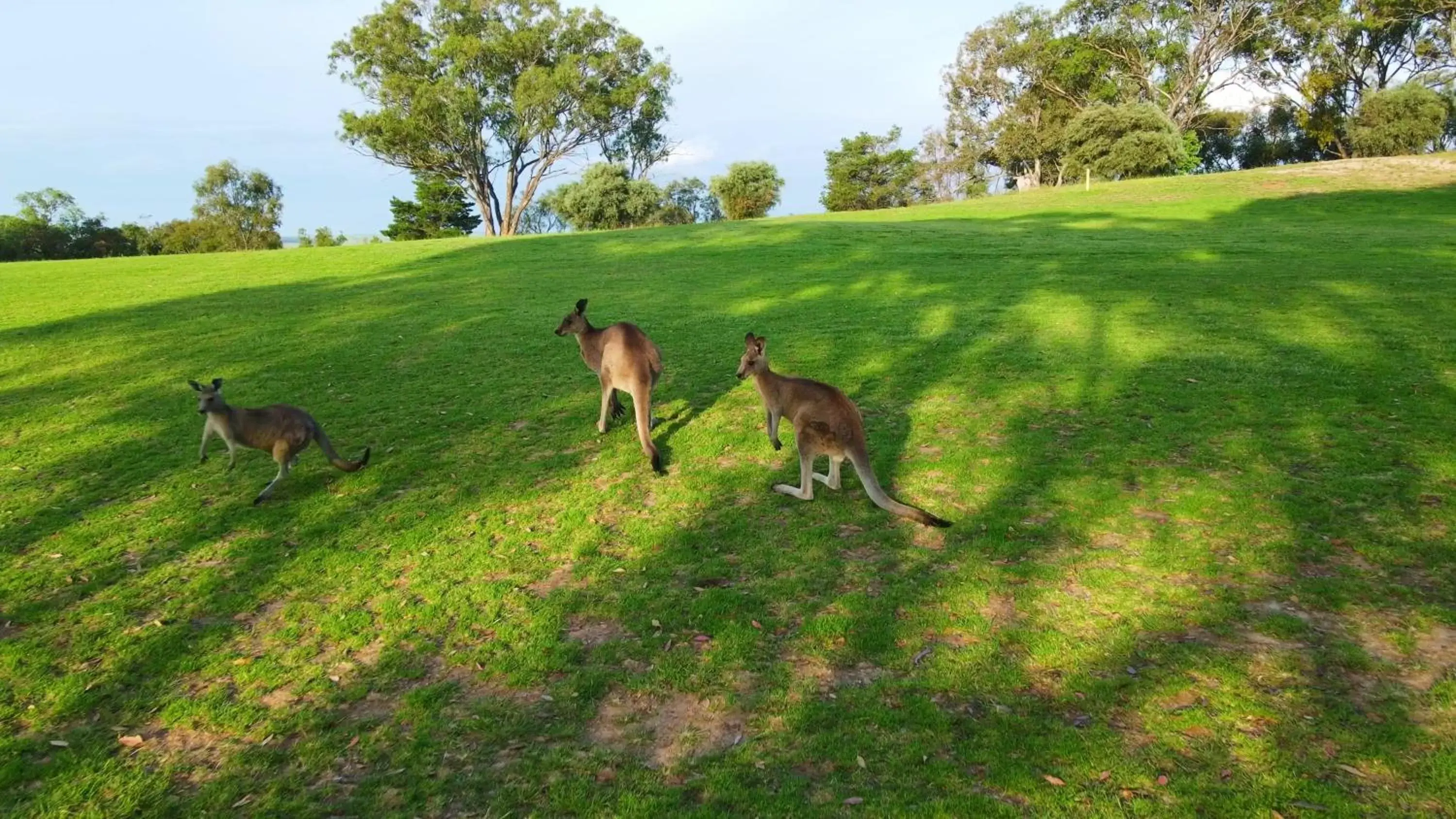 Animals, Other Animals in Cootamundra Heritage Motel & Apartments