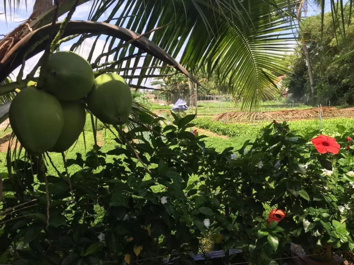 Garden in Hoi an Osaka Riverside Villa & Spa