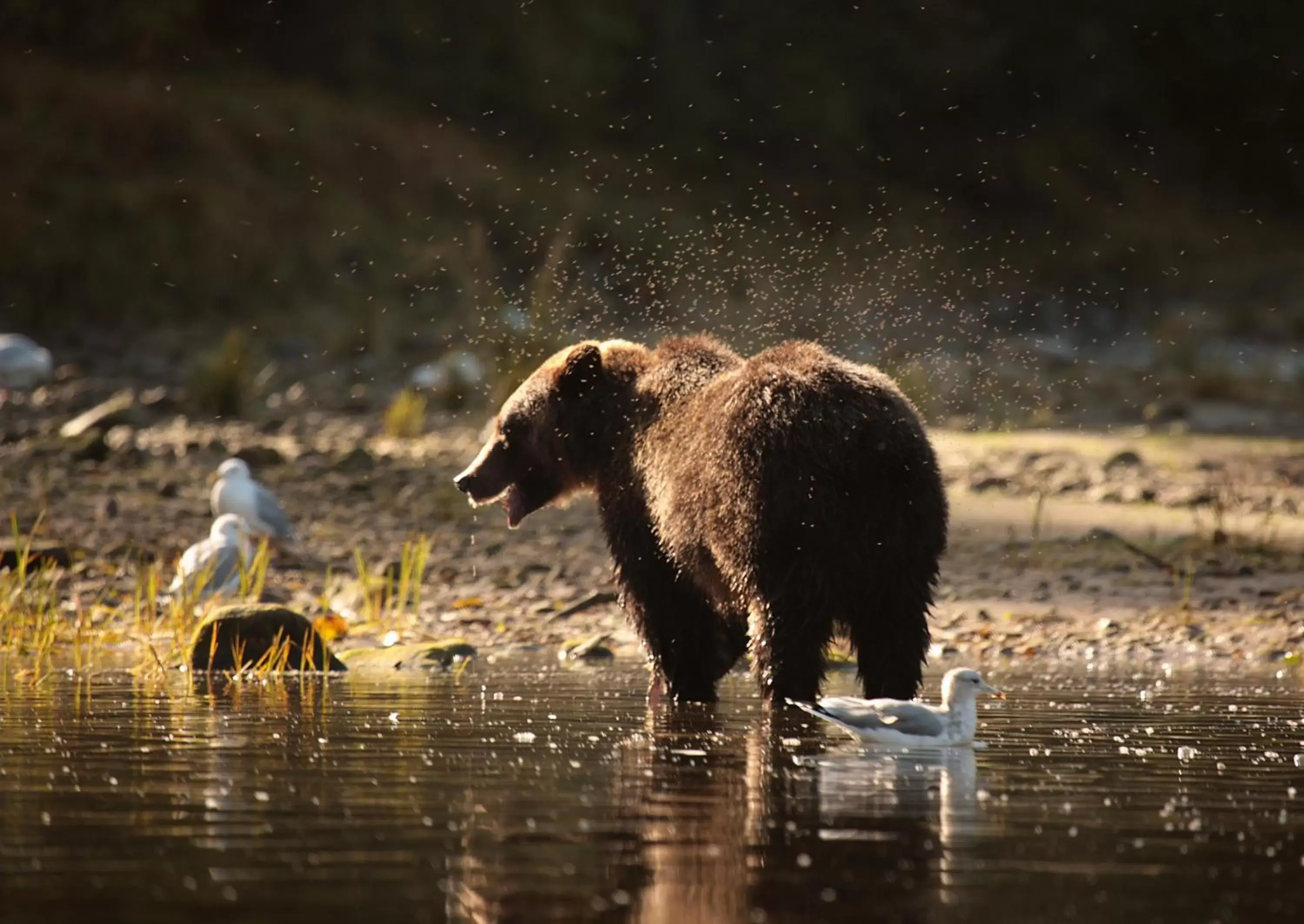 Fishing, Other Animals in Gilmore Hotel, Trademark Collection by Wyndham