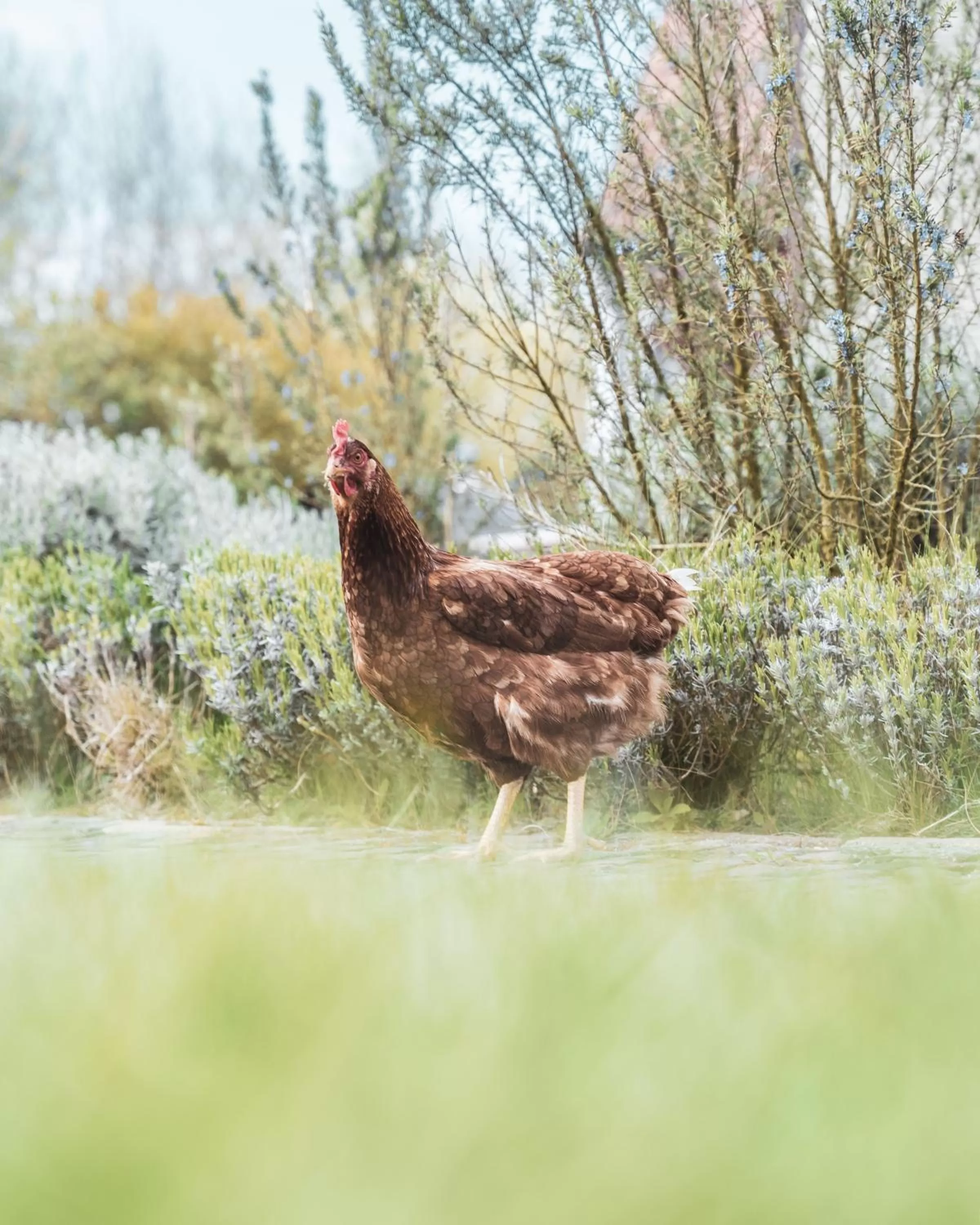 Animals in B&B Extra Verte