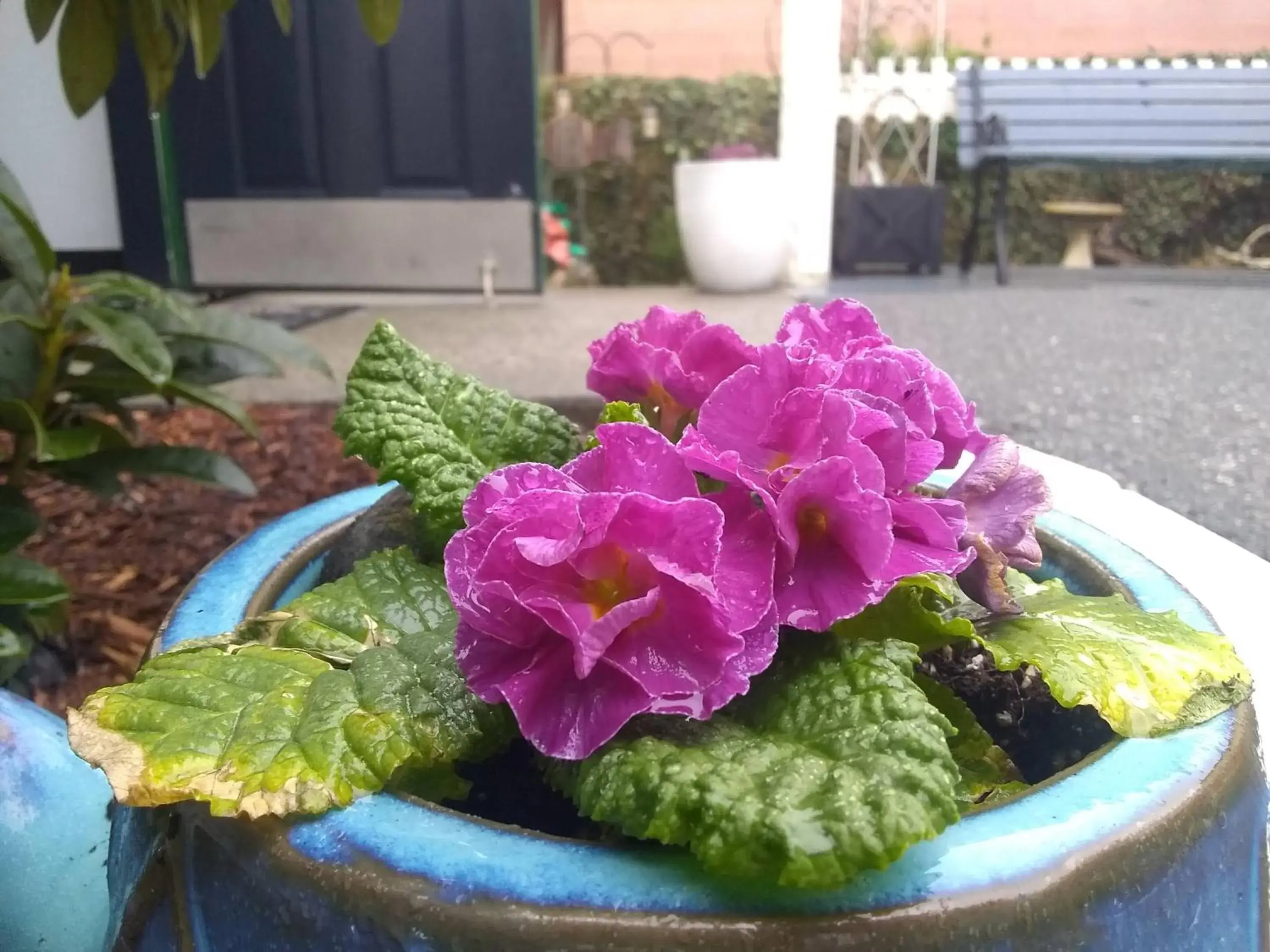 Garden view in The Orca Inn