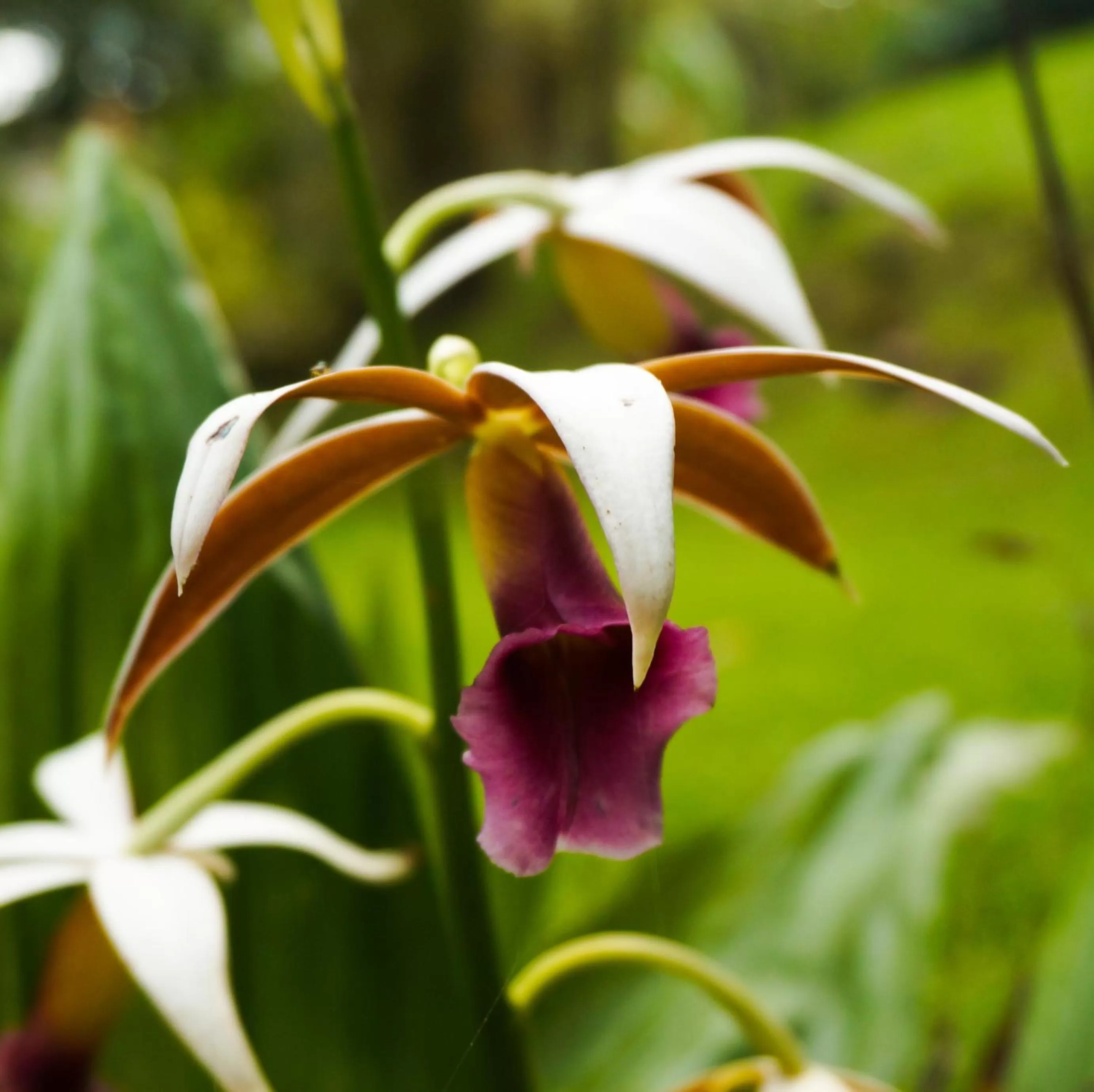 Garden, Other Animals in Hospedaje La Naciente