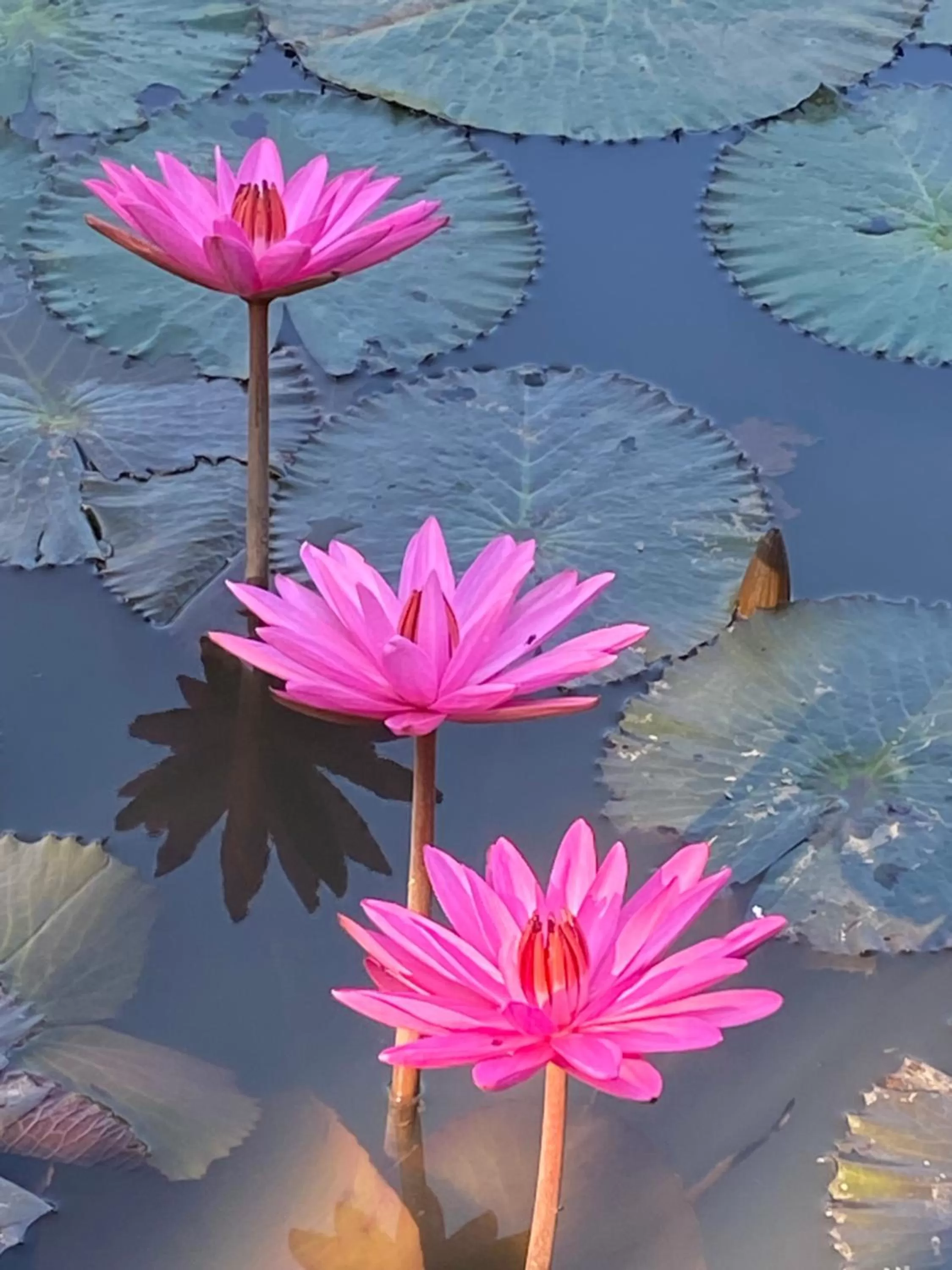 Garden in Pura Vida Pai Resort