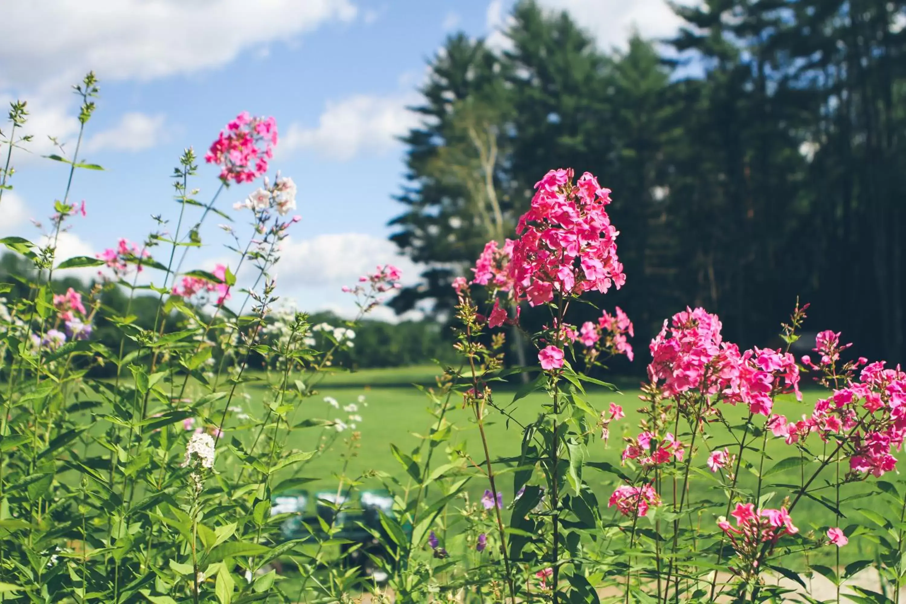 Garden view, Garden in Old Saco Inn