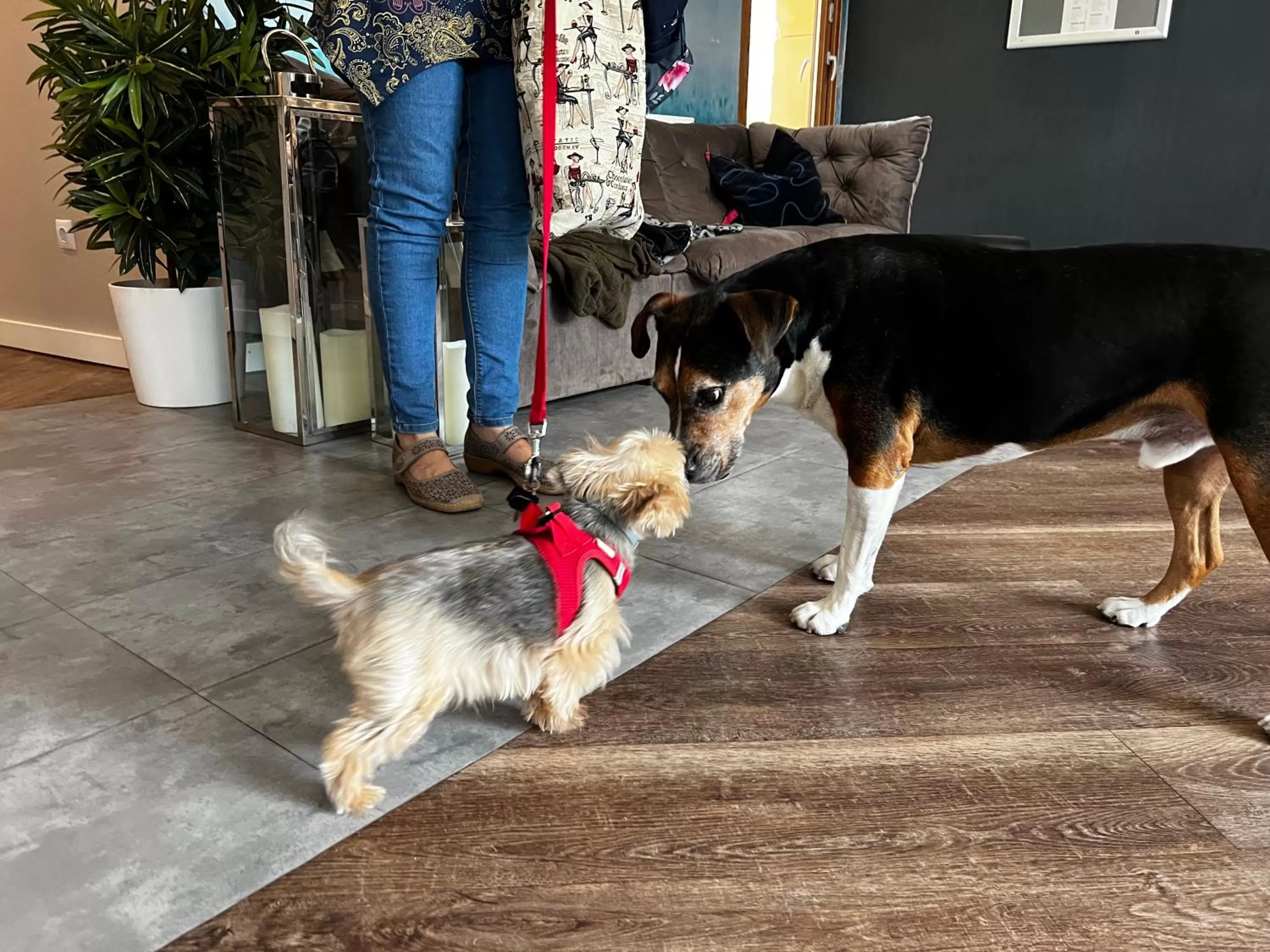 Pets in Margaréta Garden & SPA