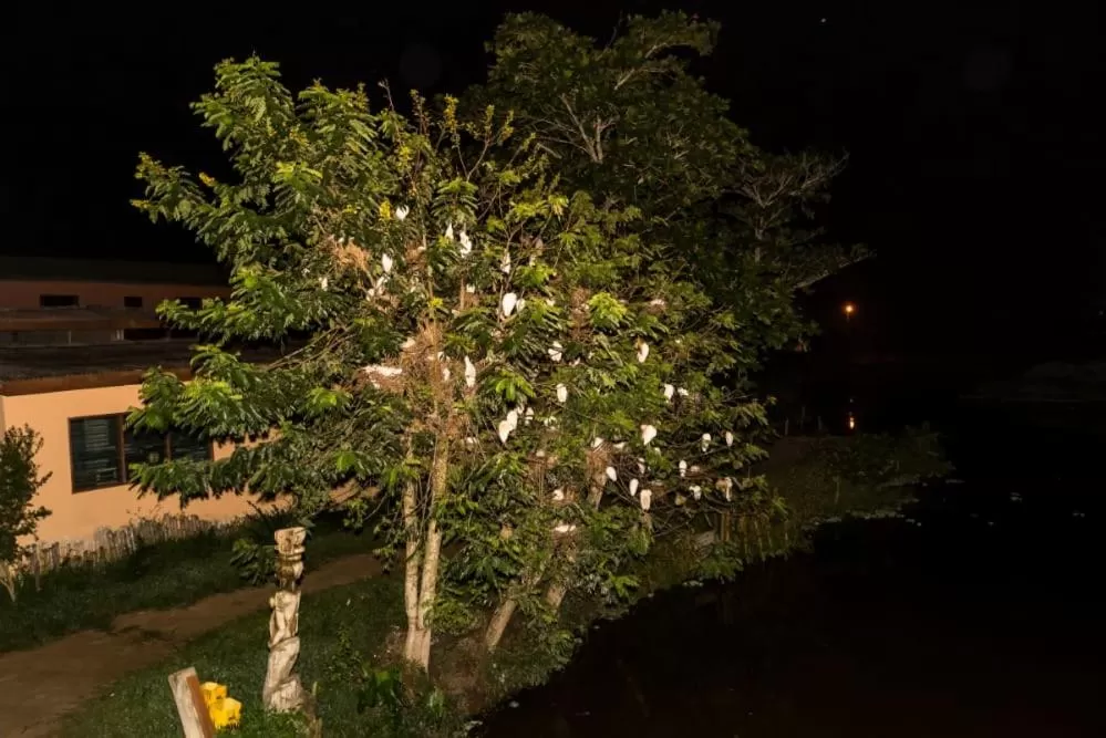 Bird's eye view in Hans Cottage Botel