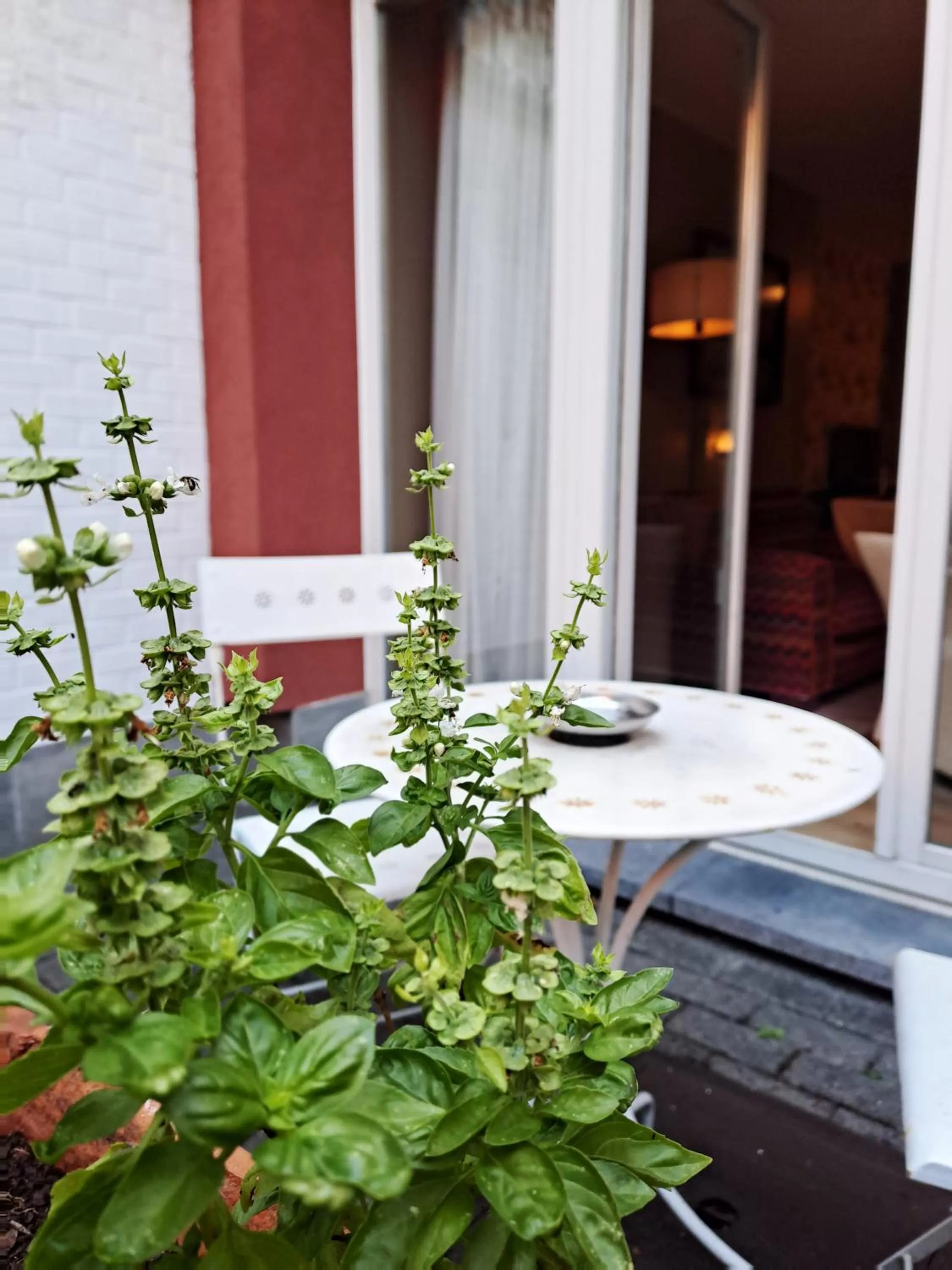 Garden in MAS Aparthotel EU