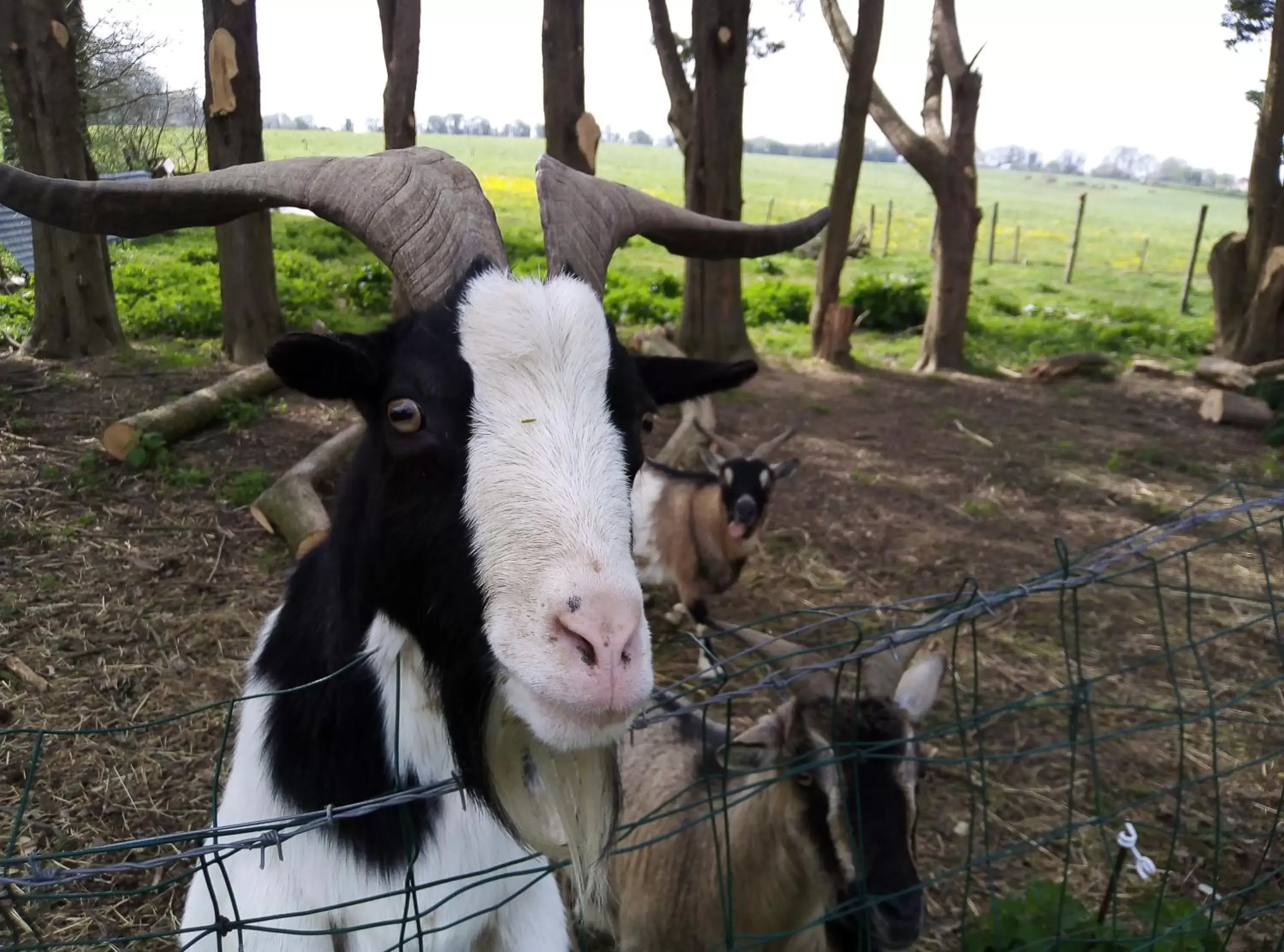 Other Animals in Chambre d'Hôtes La Bardinière