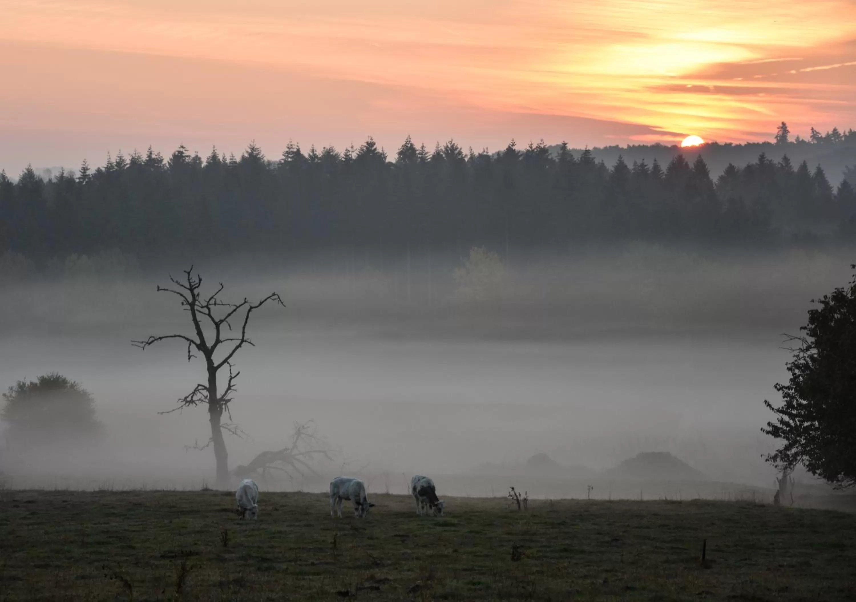 Nearby landmark in B&B Plattestien
