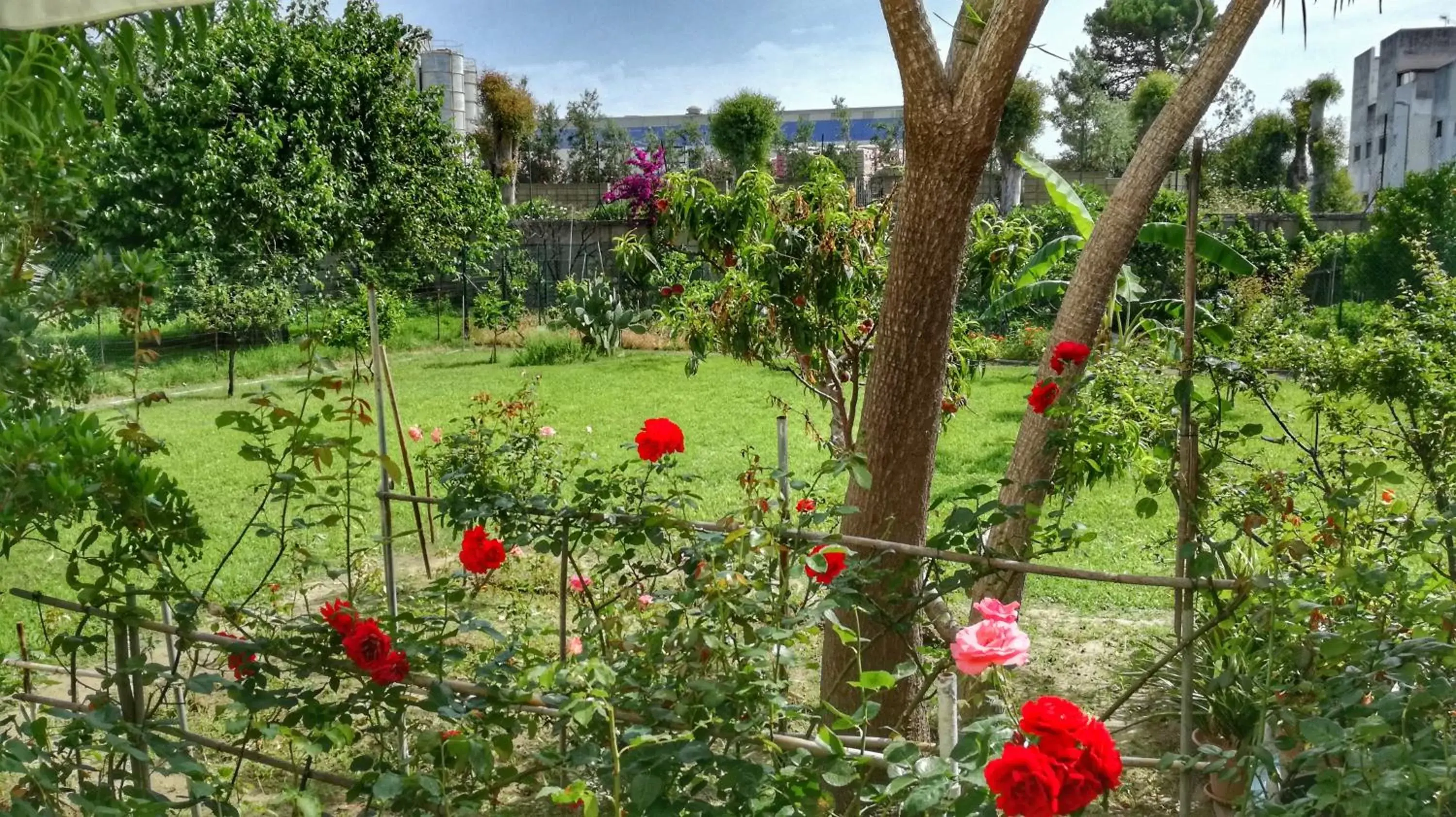 Garden in B&B Tifeo