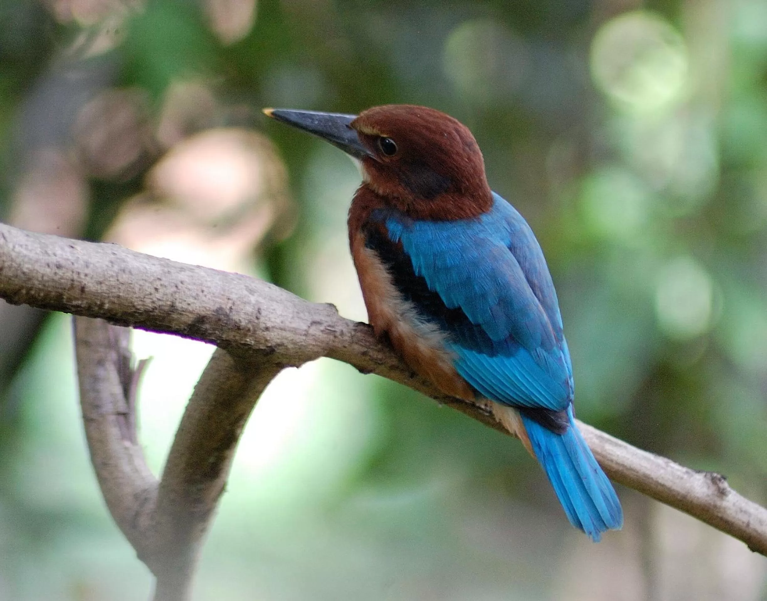 Animals in Evergreen