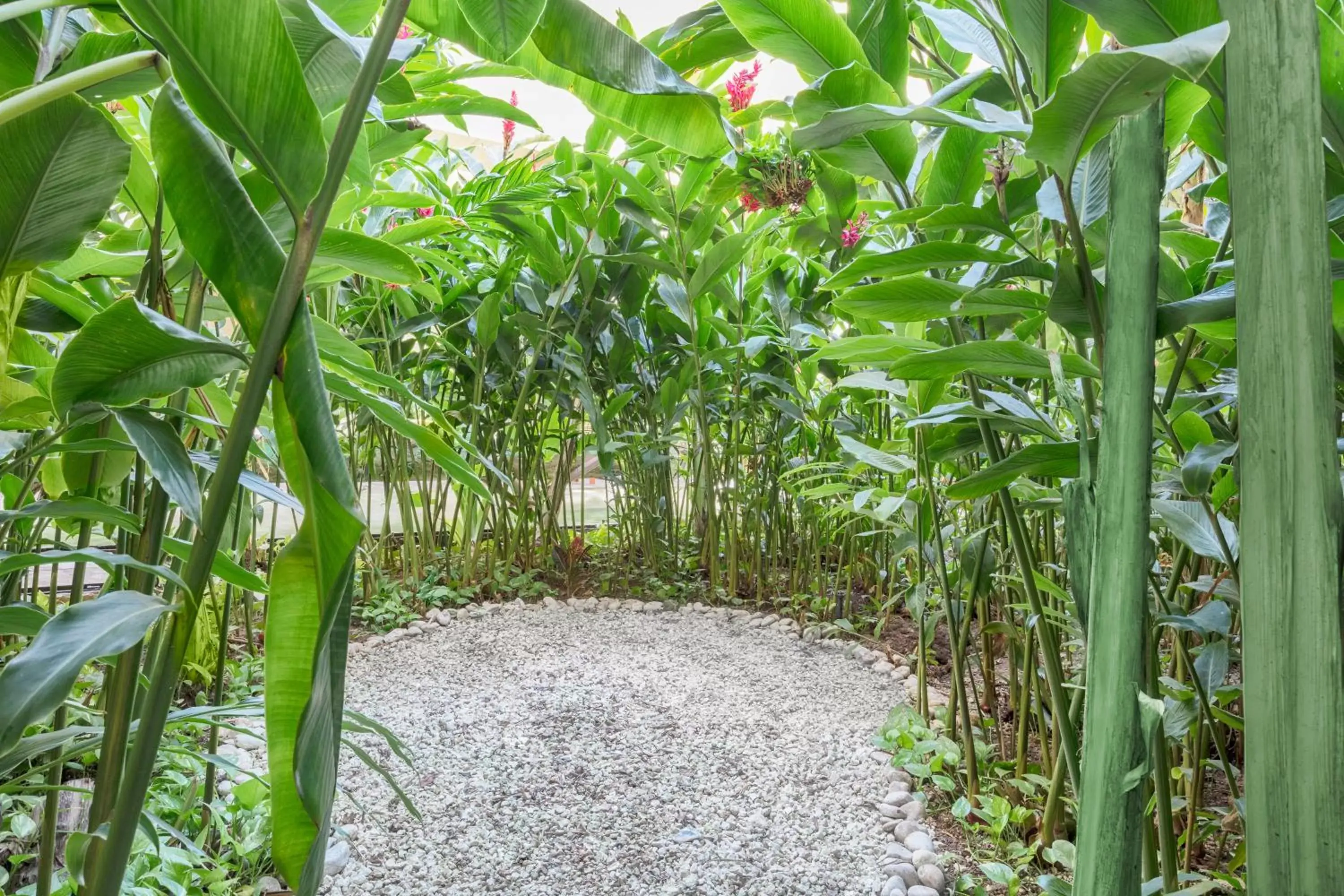 Garden in The Yucatan Resort Playa del Carmen, All-Inclusive Adults Only, Tapestry by Hilton