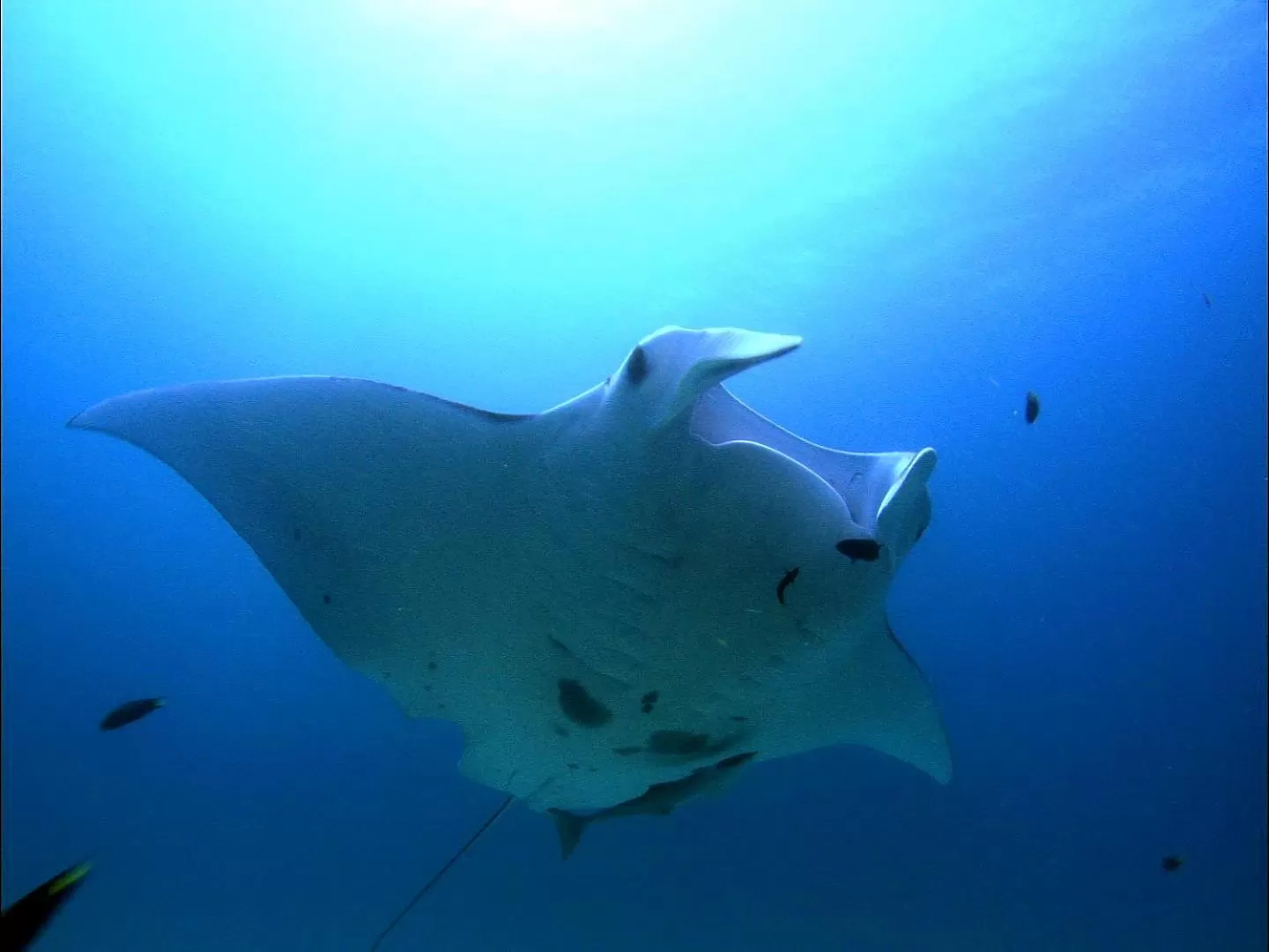 Tawali Leisure & Dive Resort