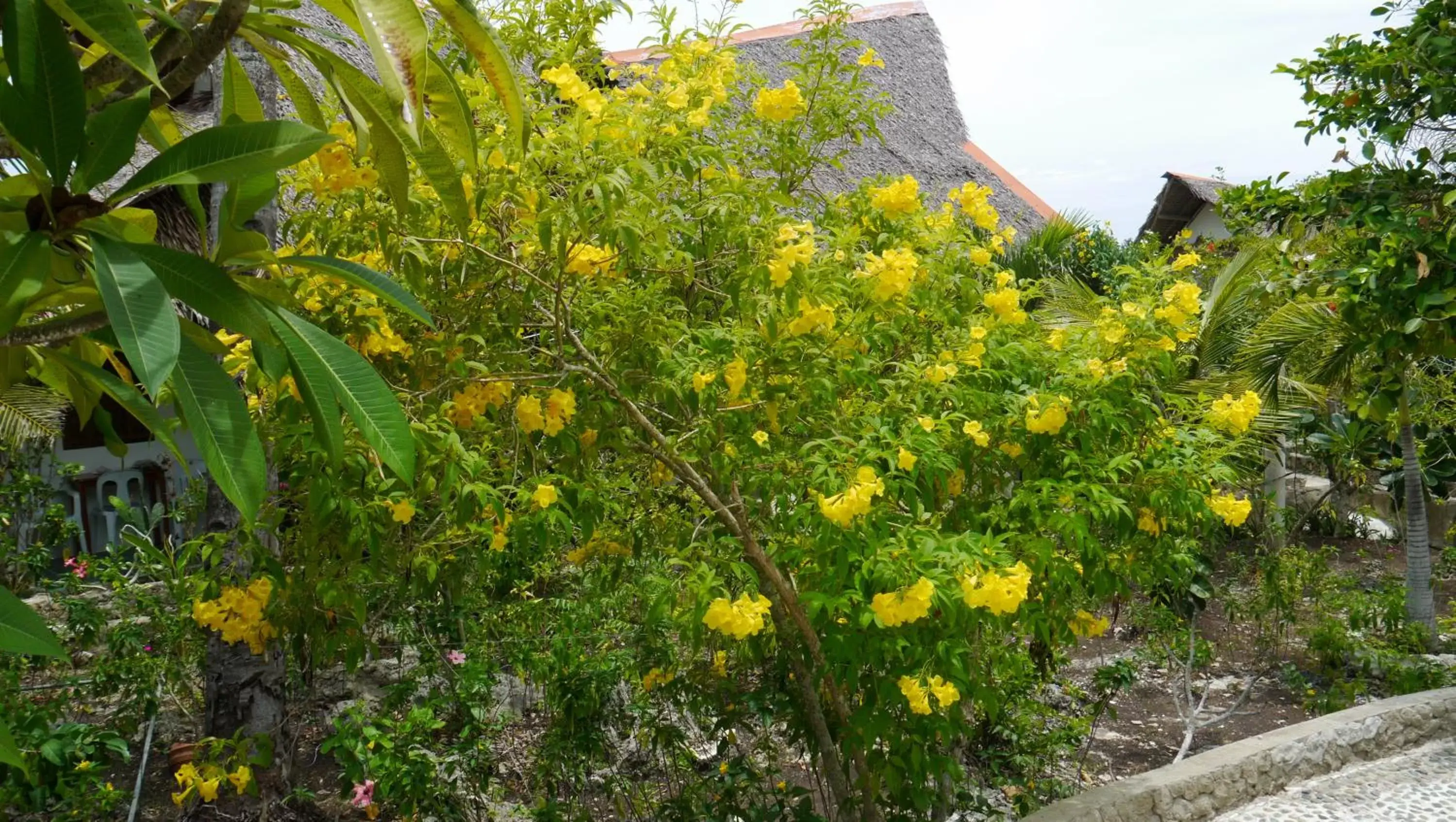 Garden view, Garden in Moalboal T Breeze Coastal Resort