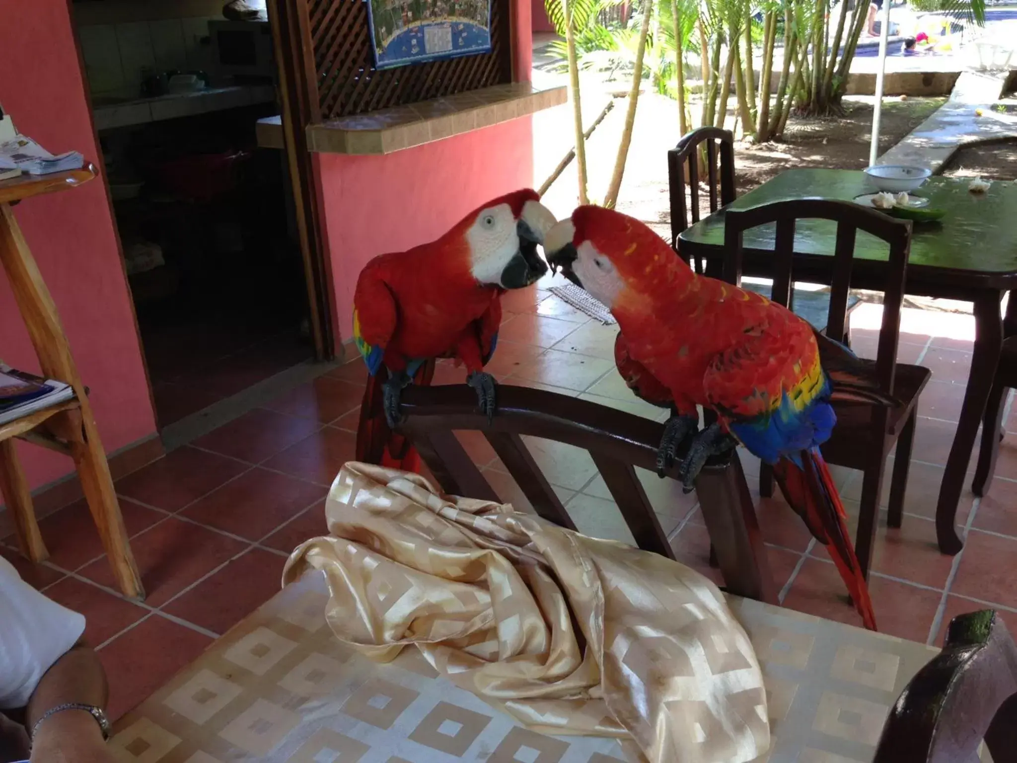 Animals in Hotel El Paraiso Escondido - Costa Rica