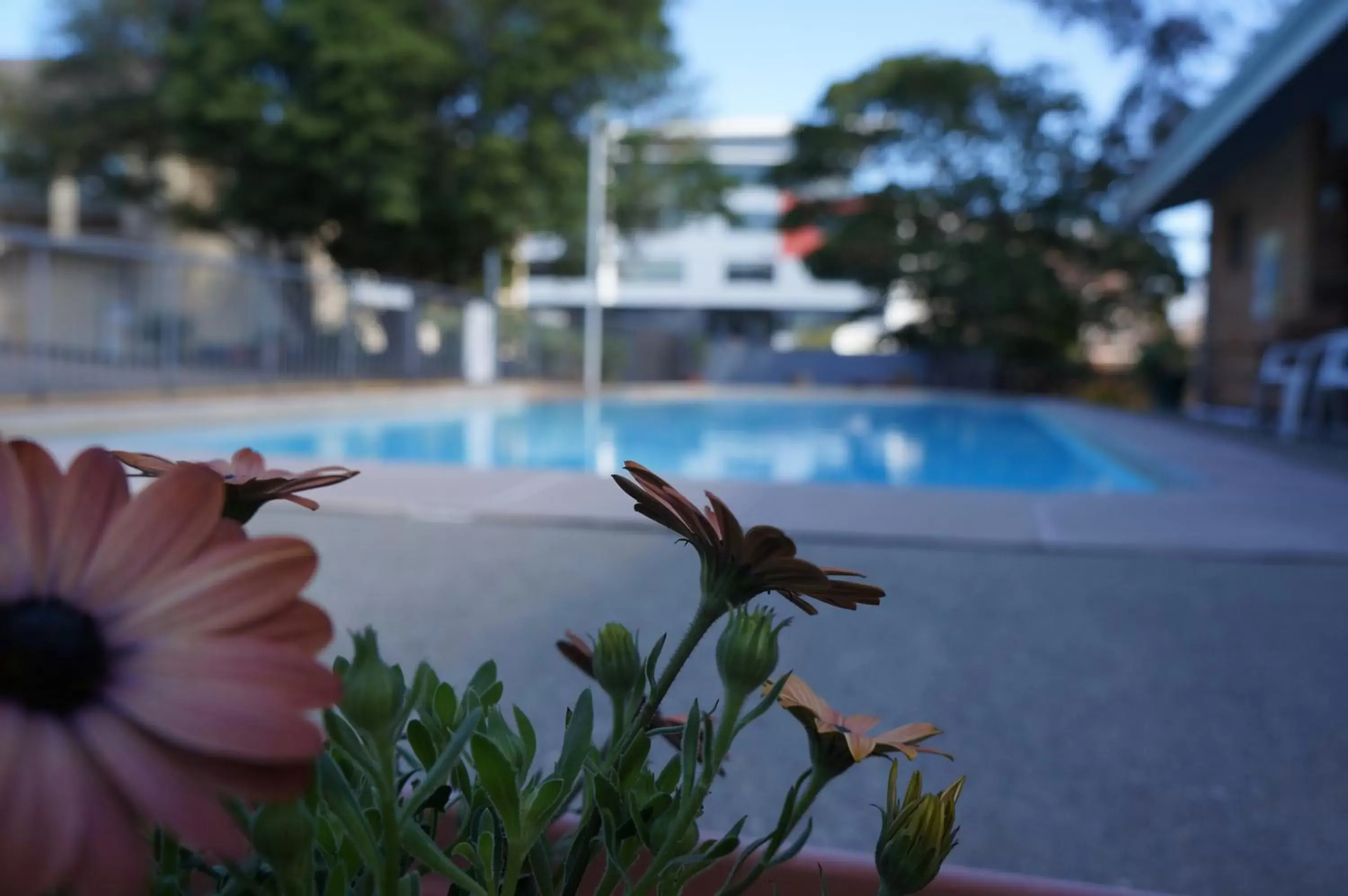 Swimming pool in Panorama Motor Inn Swimming pool in Panorama Motor Inn
