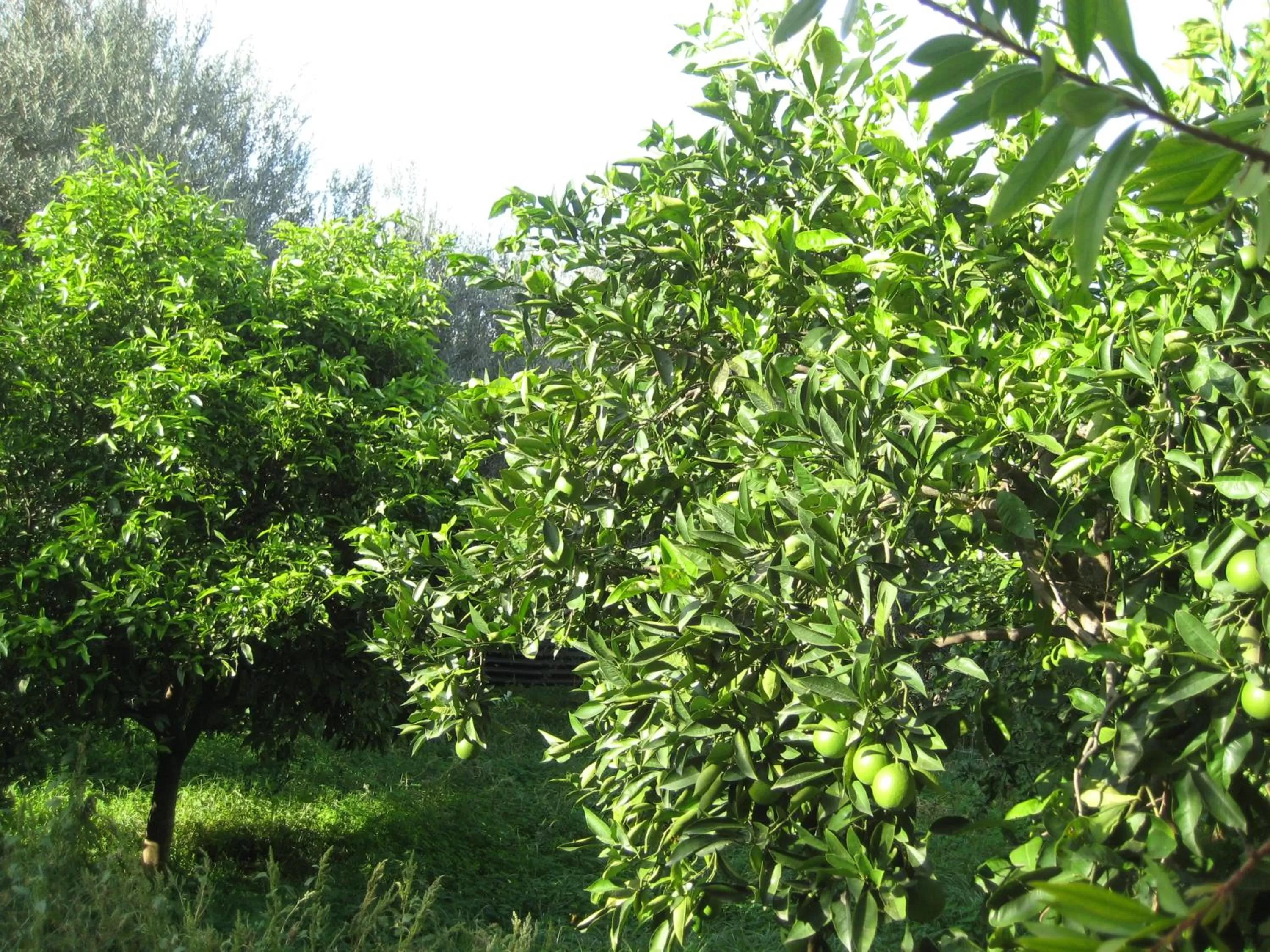Garden view in Oasi del Lago