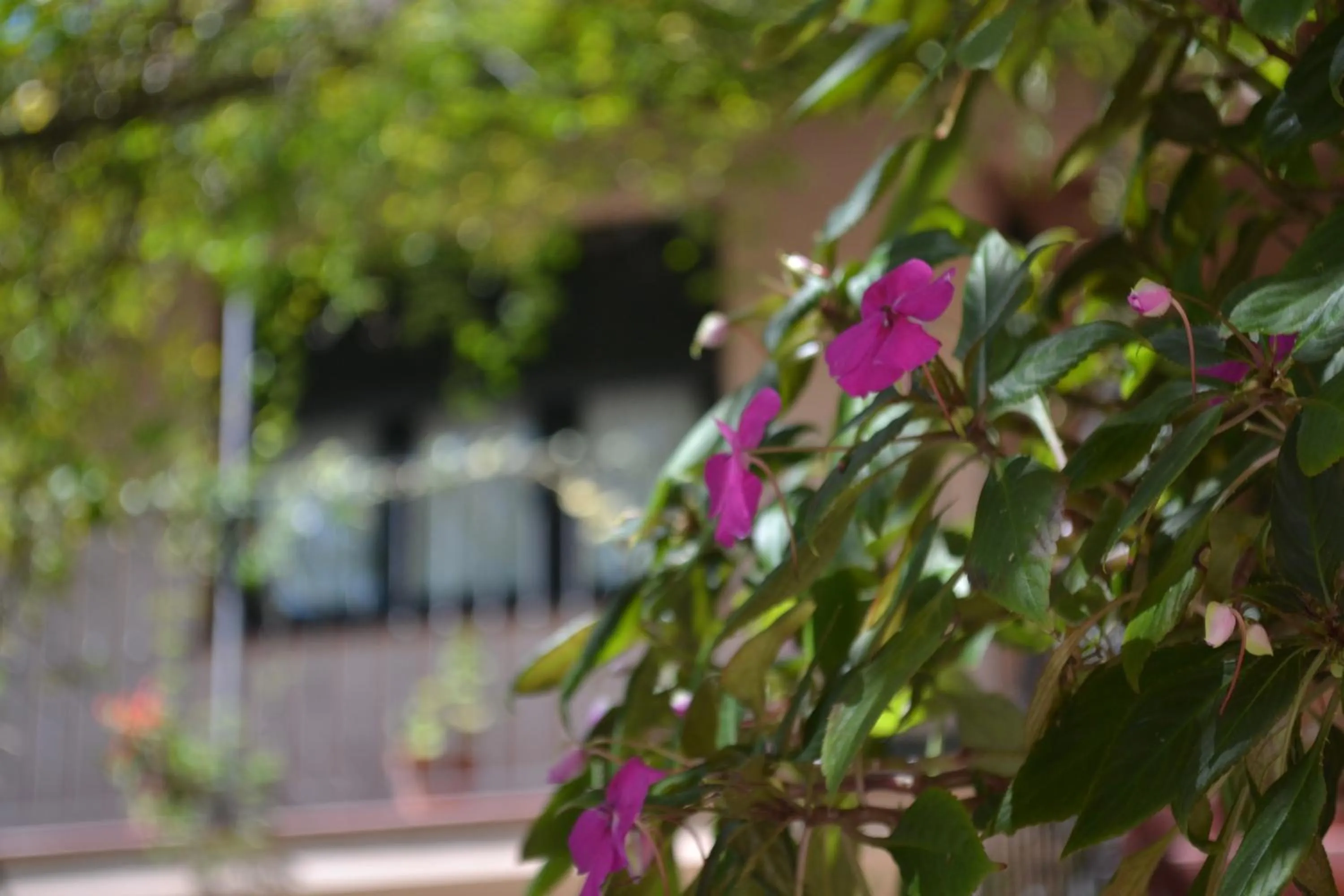 Day in Posada de la Flor