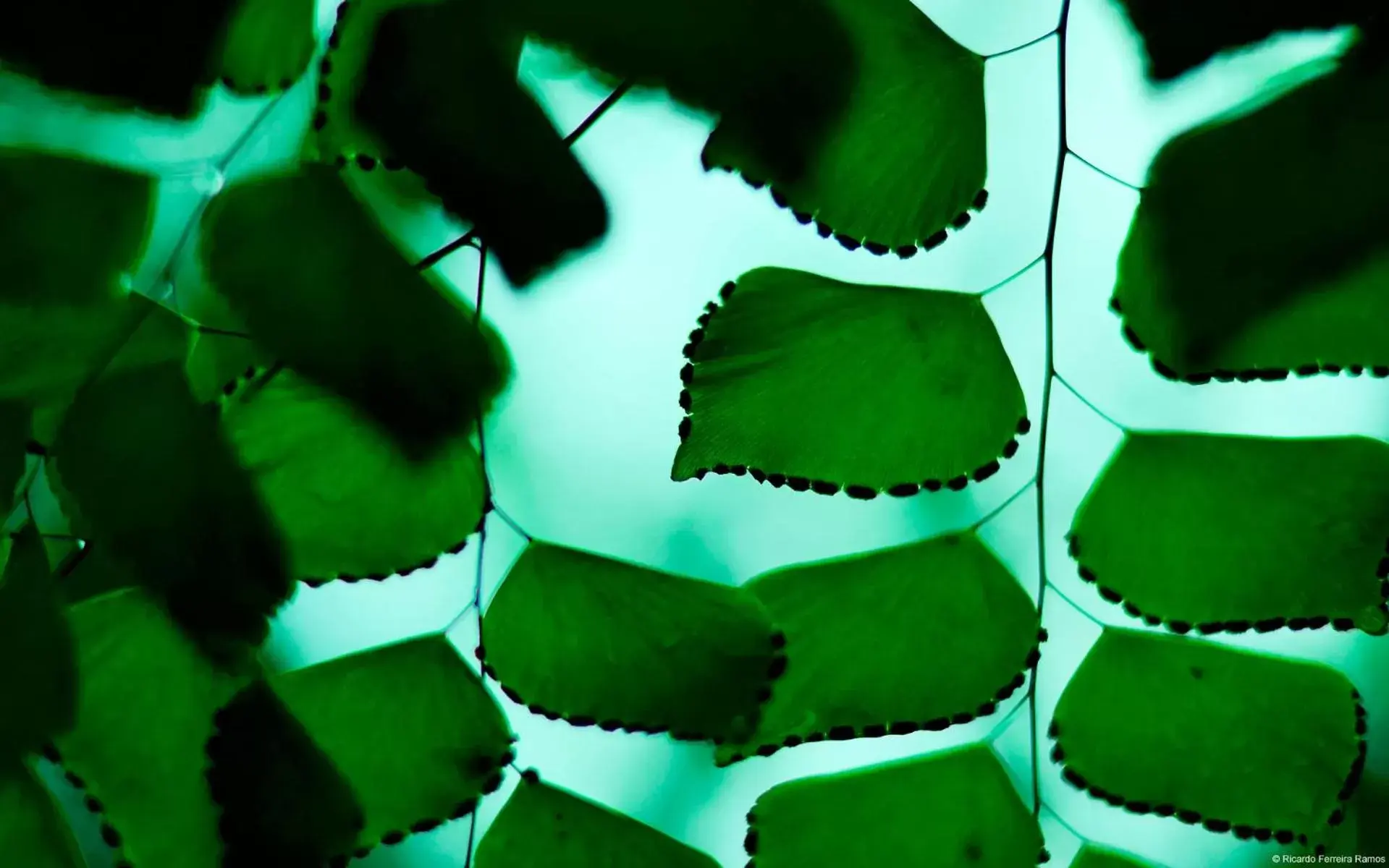 Property building in Owl Castle Property building in Owl Castle