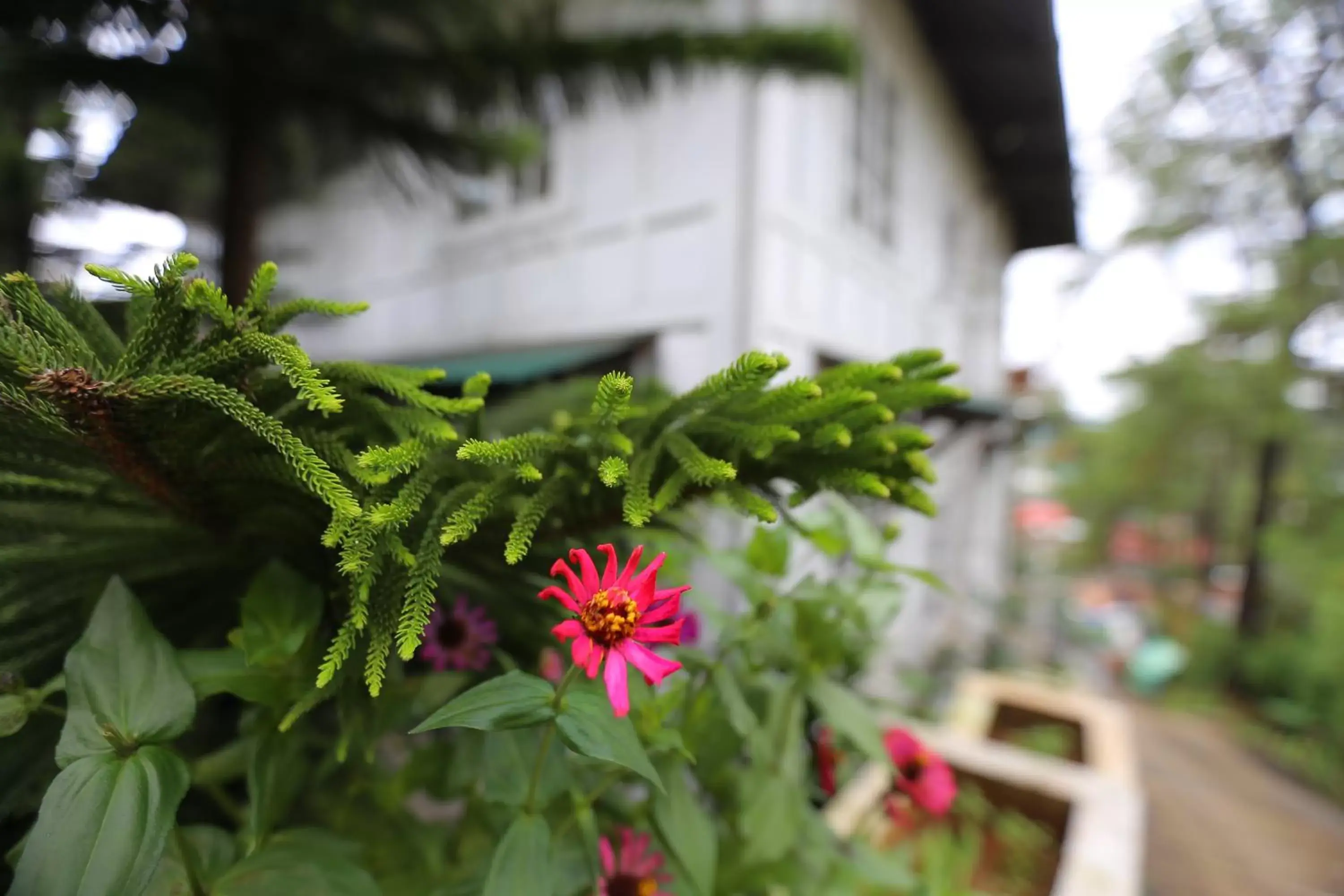 Garden in Casa Vallejo Hotel Baguio