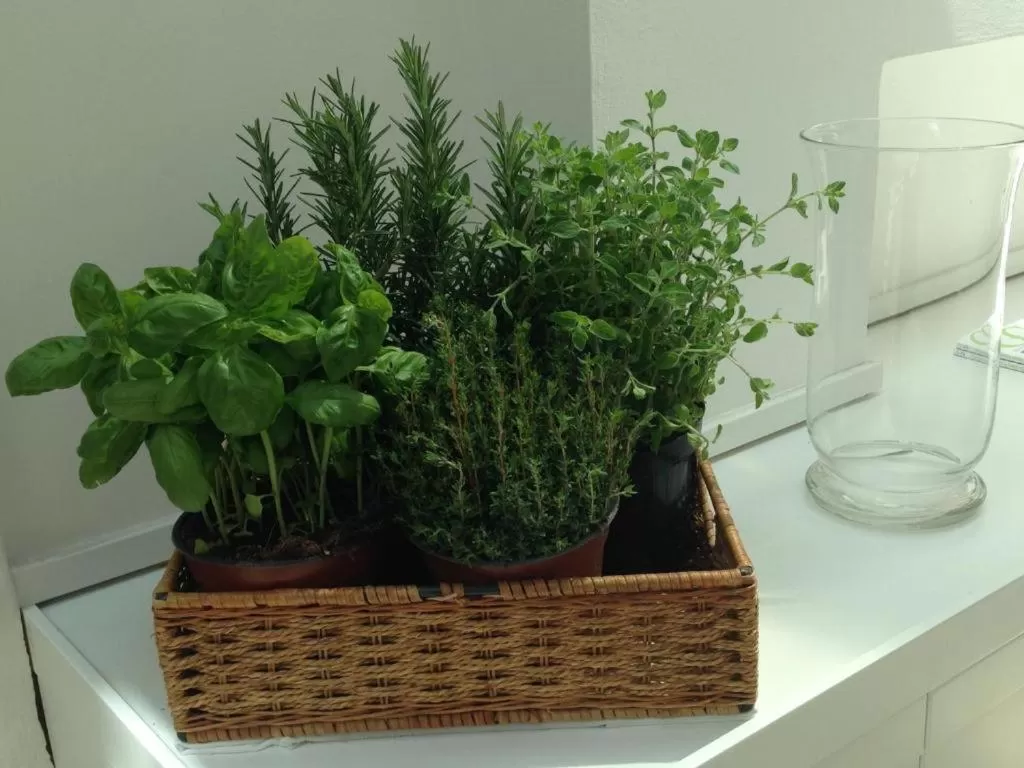 Dining area in Hotel Astoria Garden