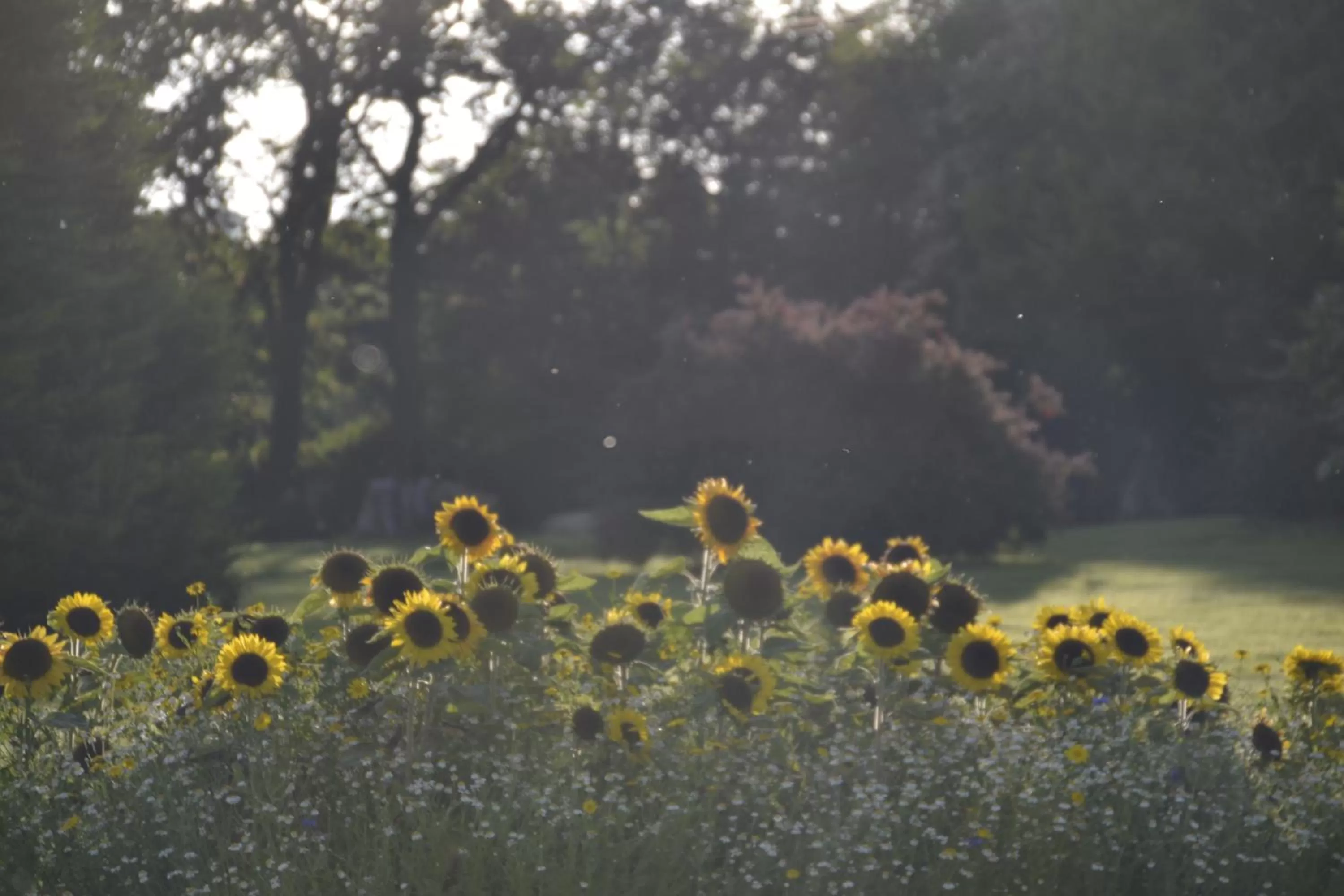 Facade/entrance in Fig Tree House