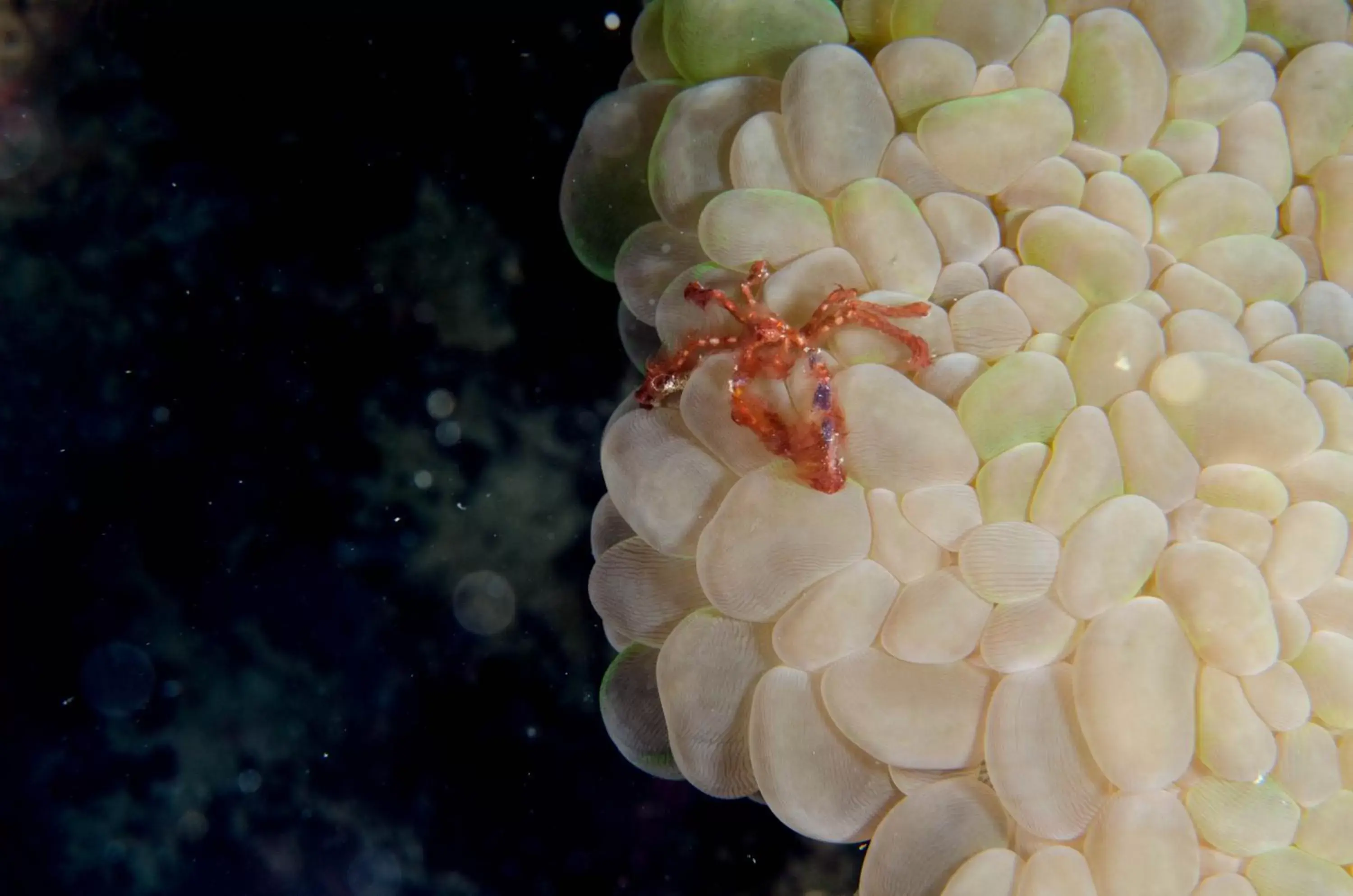 Diving, Other Animals in Turtle Bay Dive Resort