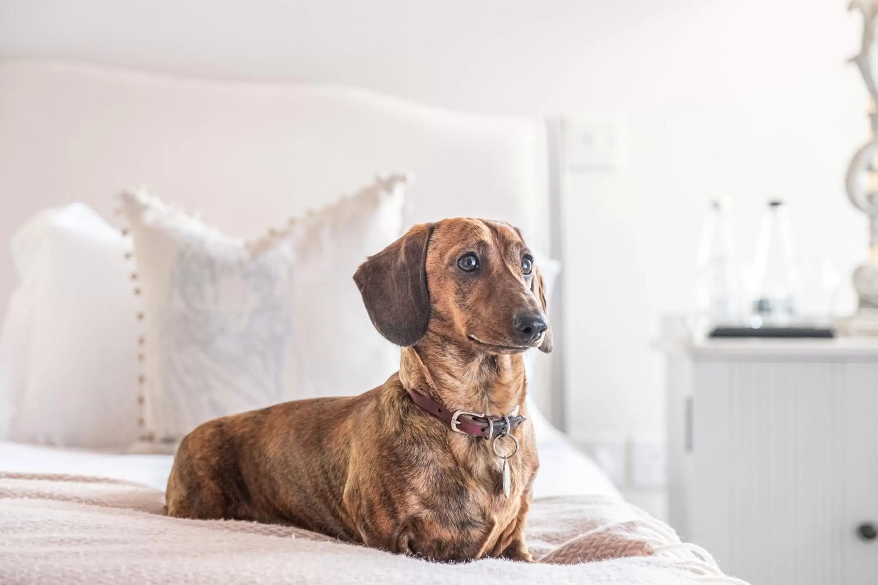 Pets in The Packhorse Inn