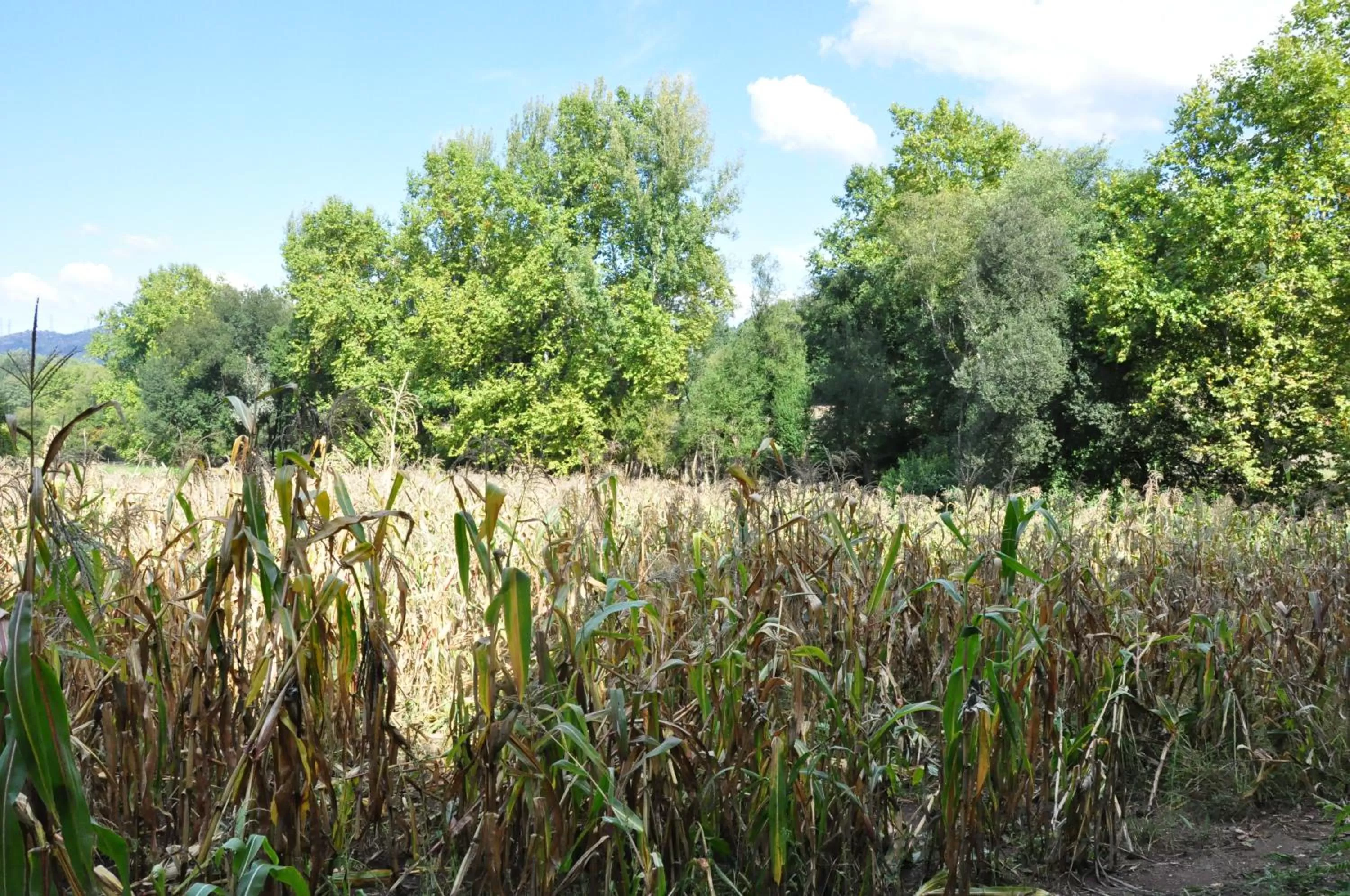 Garden in Hotel Rural de Charme Maria da Fonte
