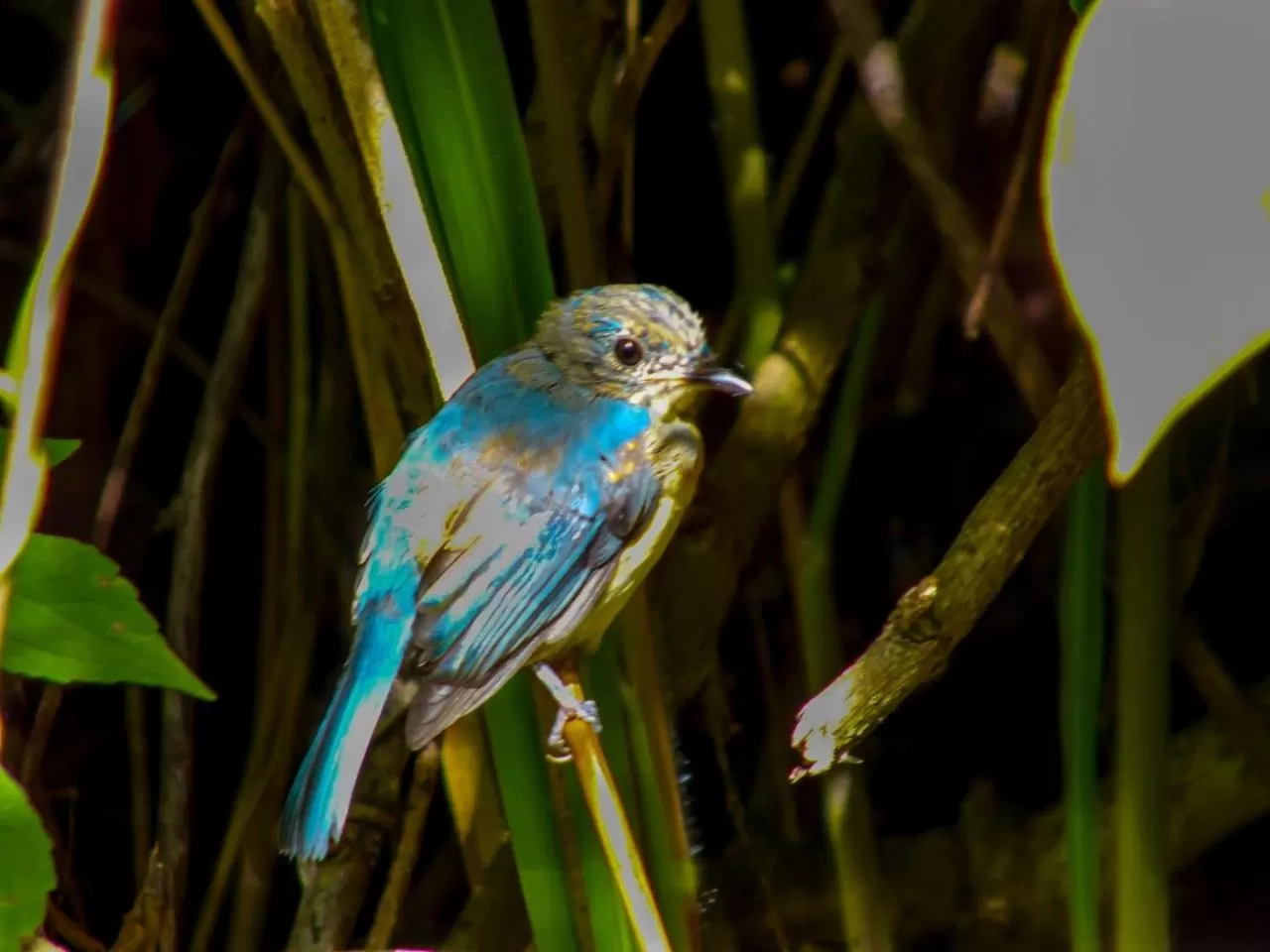 Animals in Blue Ribbon Homestay