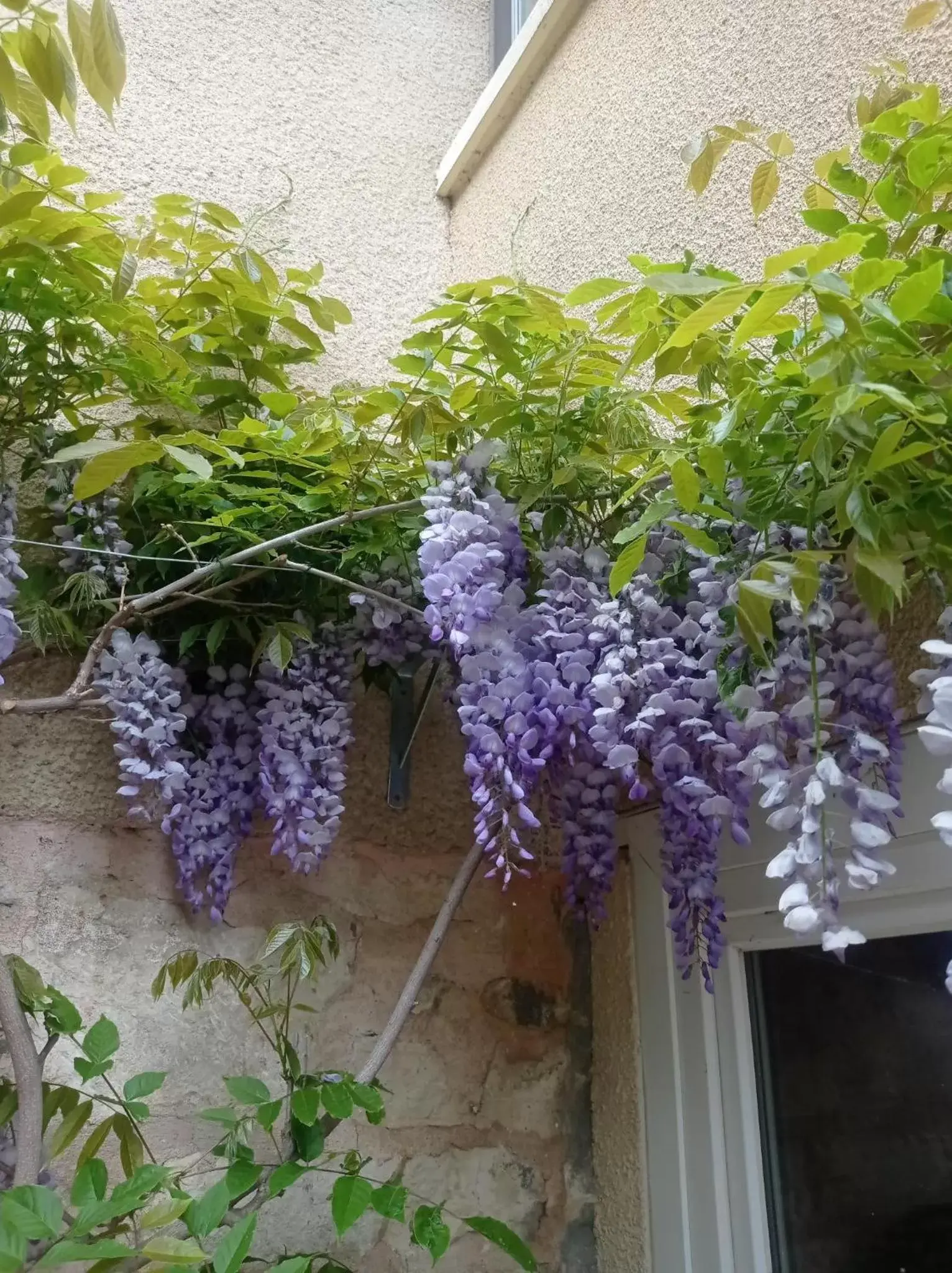 Garden in Chambres d'hôtes - Les Varennes