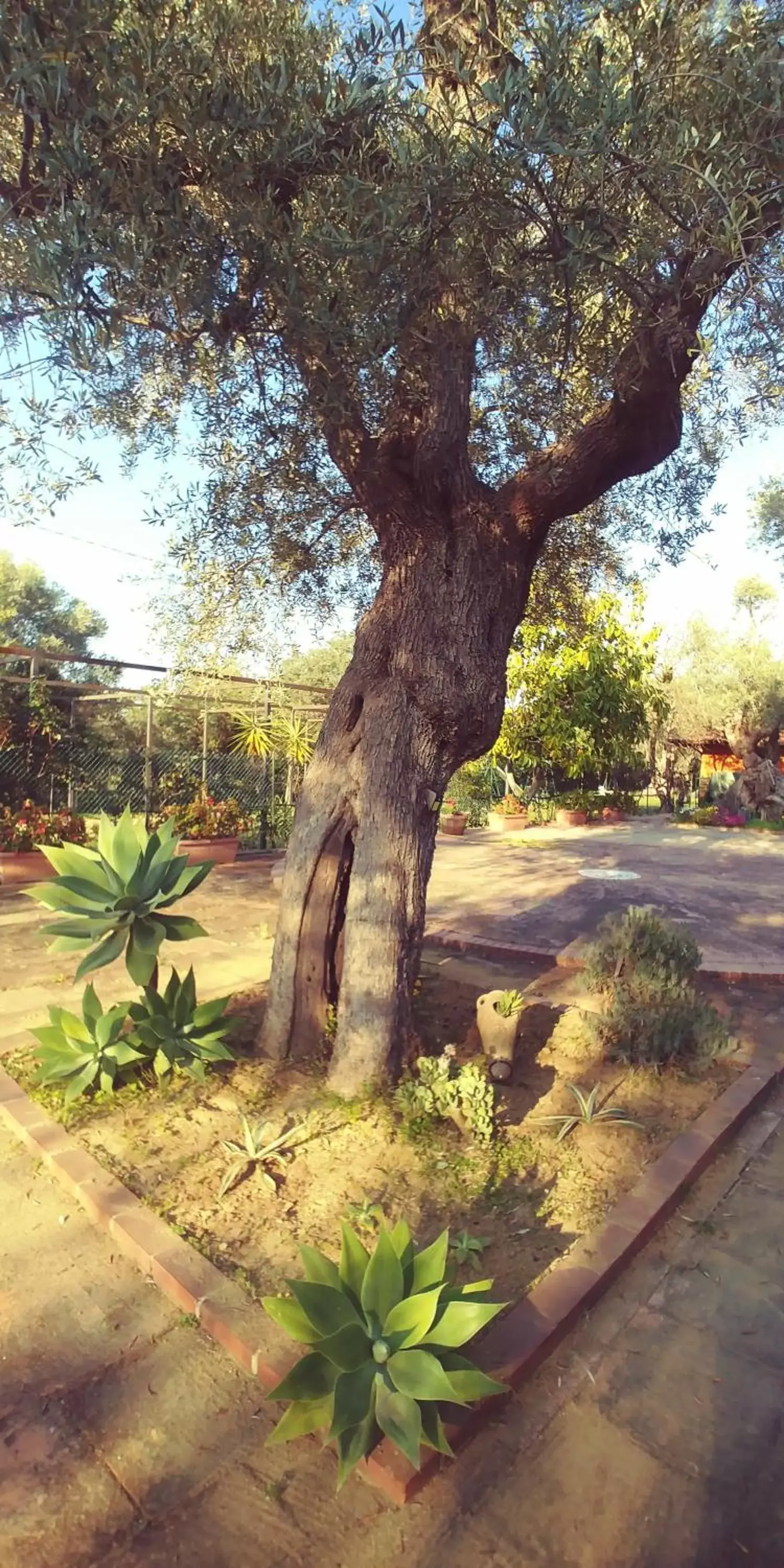 Garden in La Piana degli Ulivi