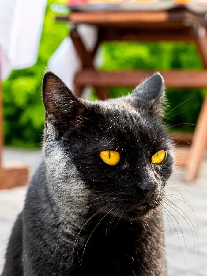 Pets in Comfort Stay Athens Airport Hotel - FREE shuttle from and to the airport