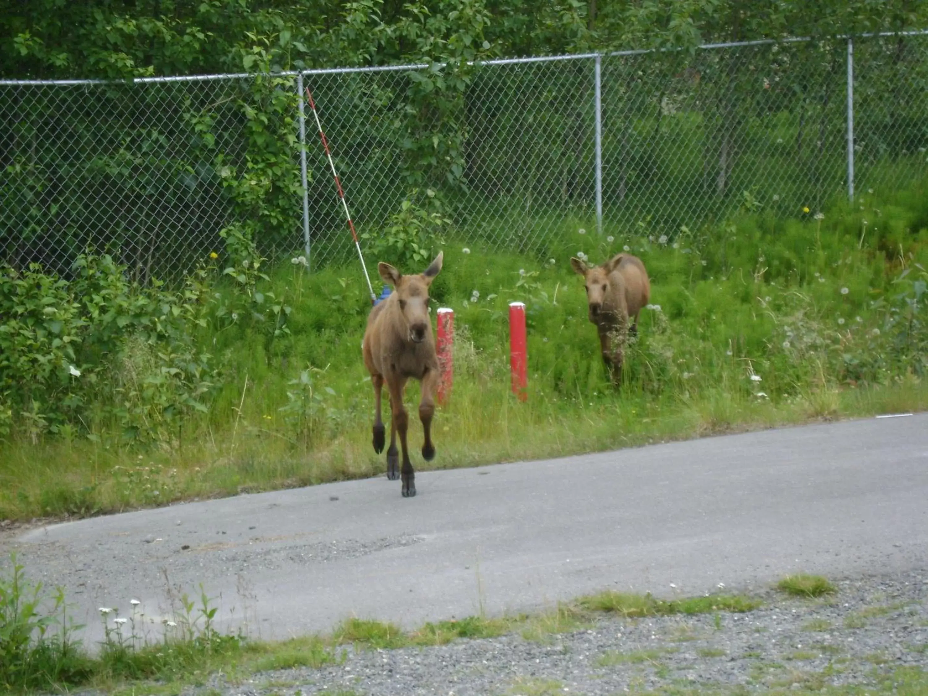 Area and facilities, Other Animals in Aspen Hotel