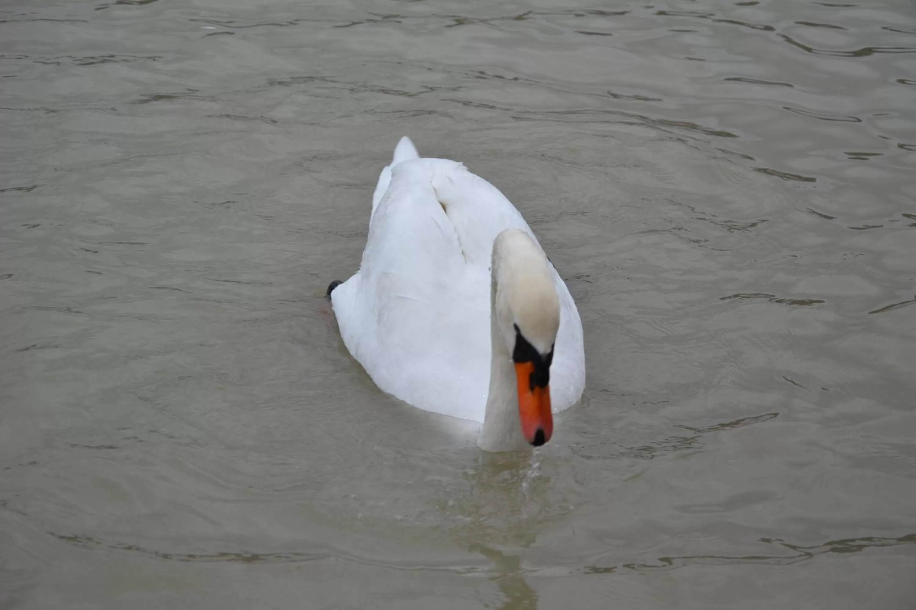 Animals in Gostisce Jezero