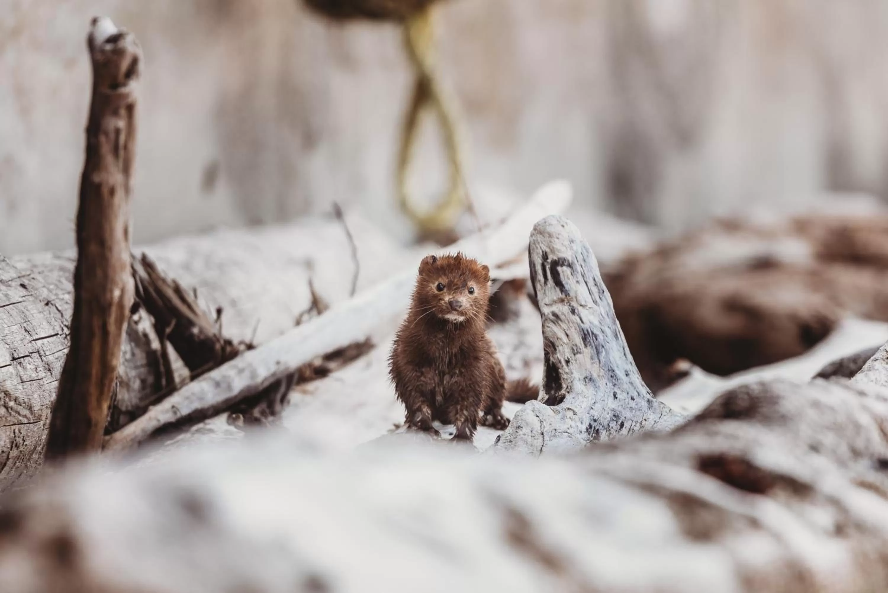 Beach in The Oceanfront Hotel