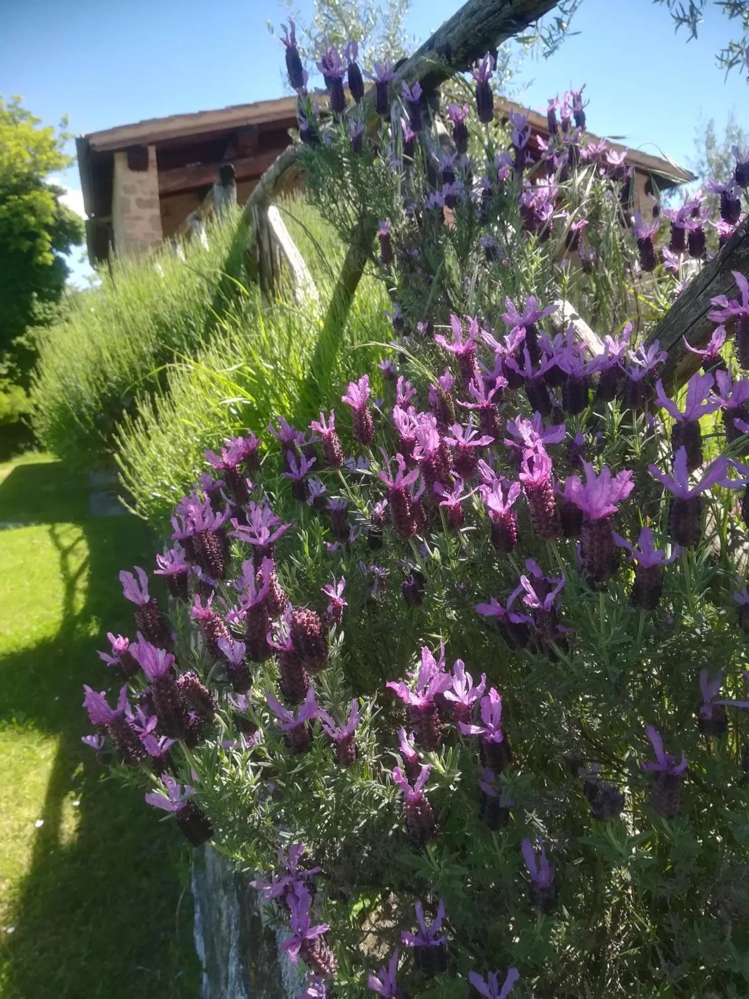 Garden in Borgo Castello Panicaglia