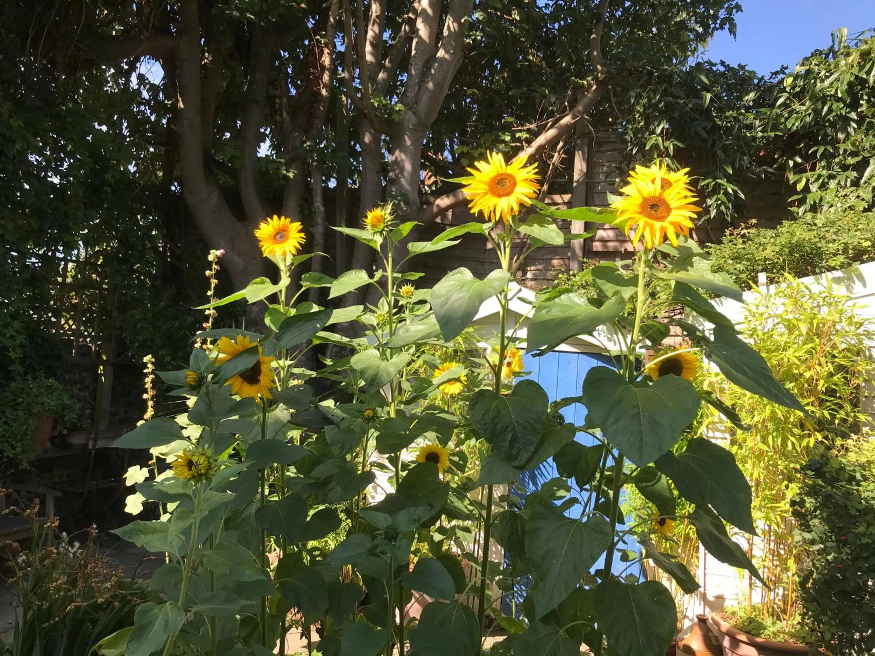 Garden in Broadstairs House Boutique B&B By The Sea
