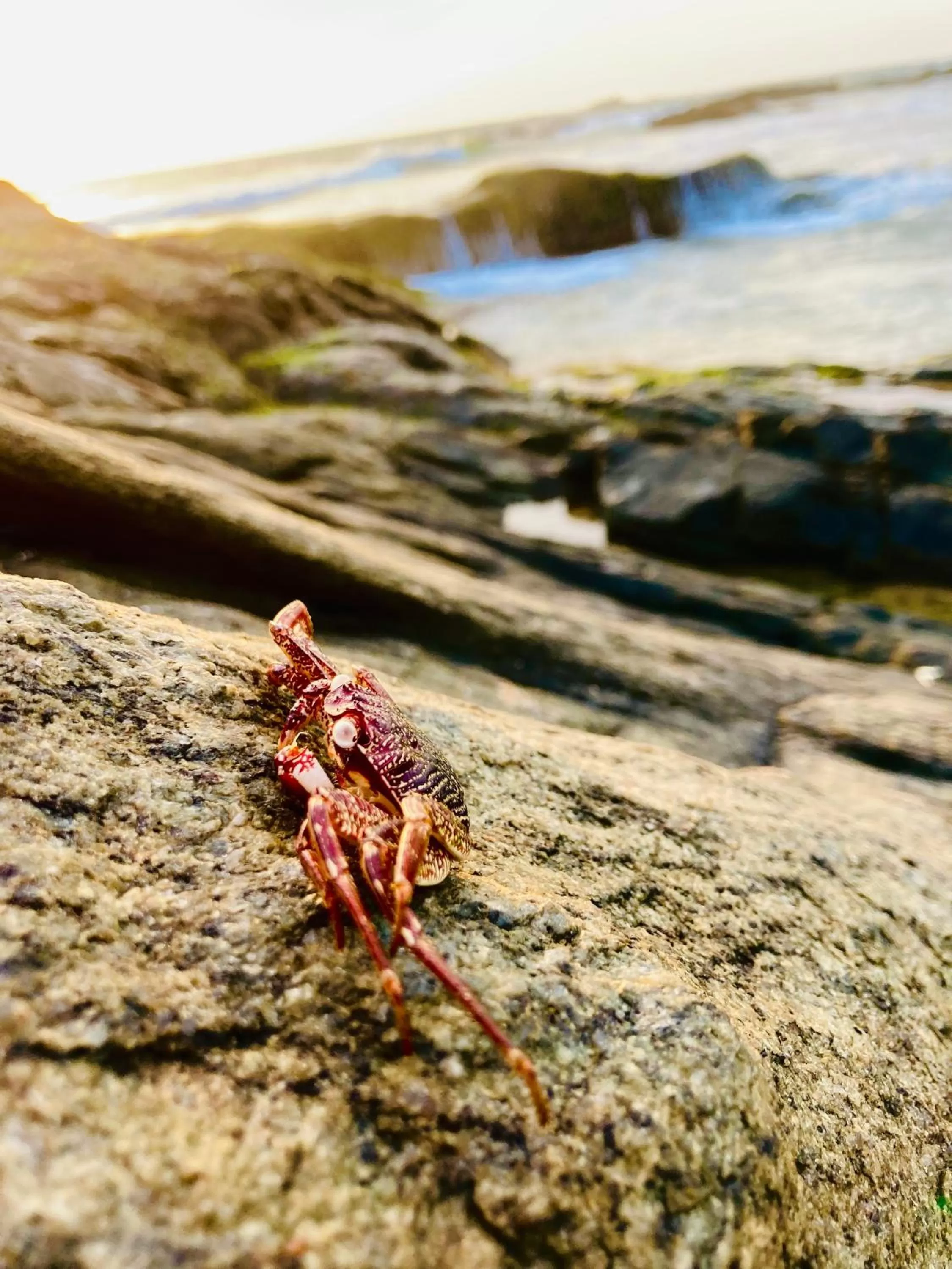 Other Animals in Manel Villa