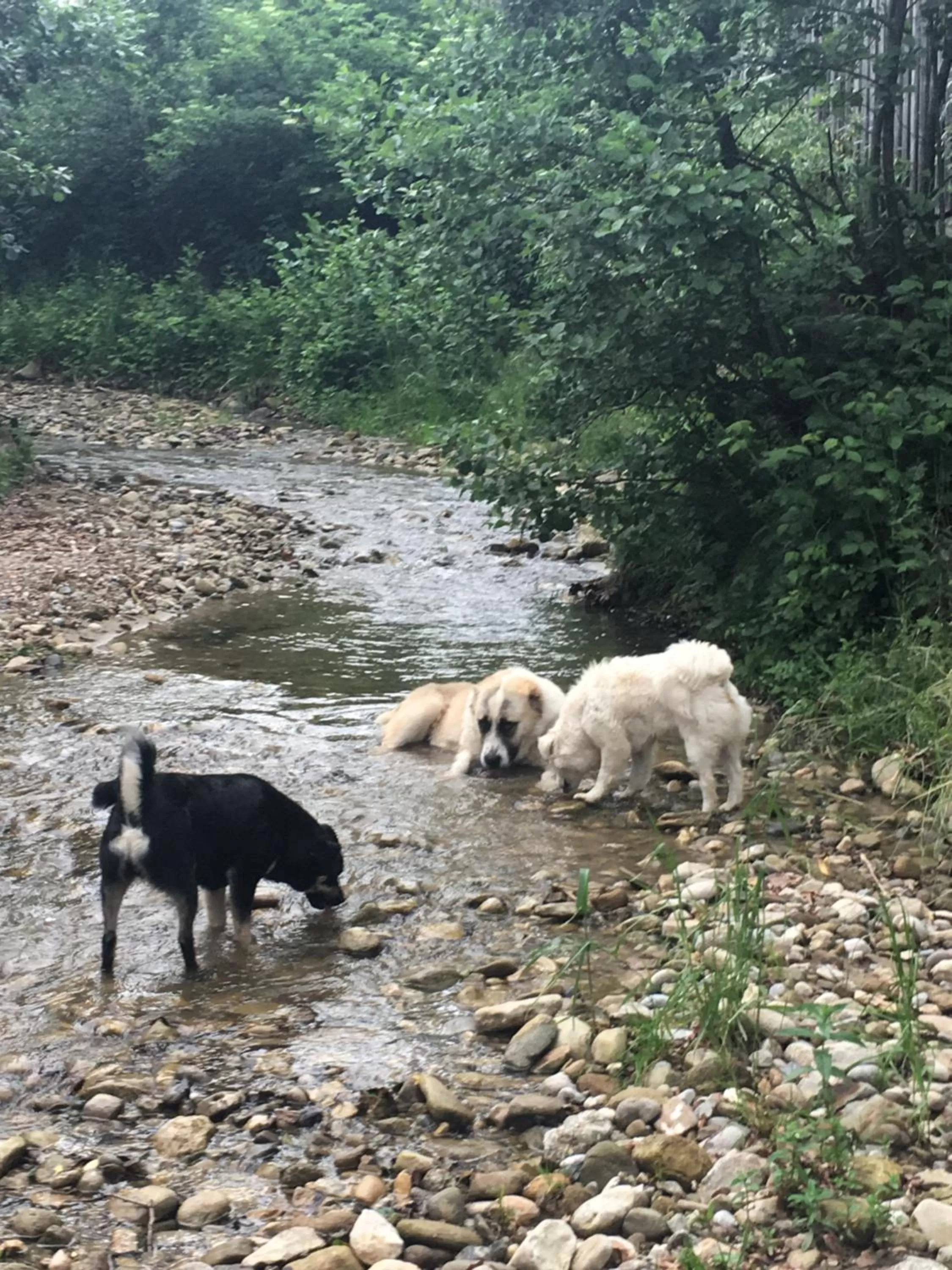 Animals, Other Animals in Pensiunea SilvAnka