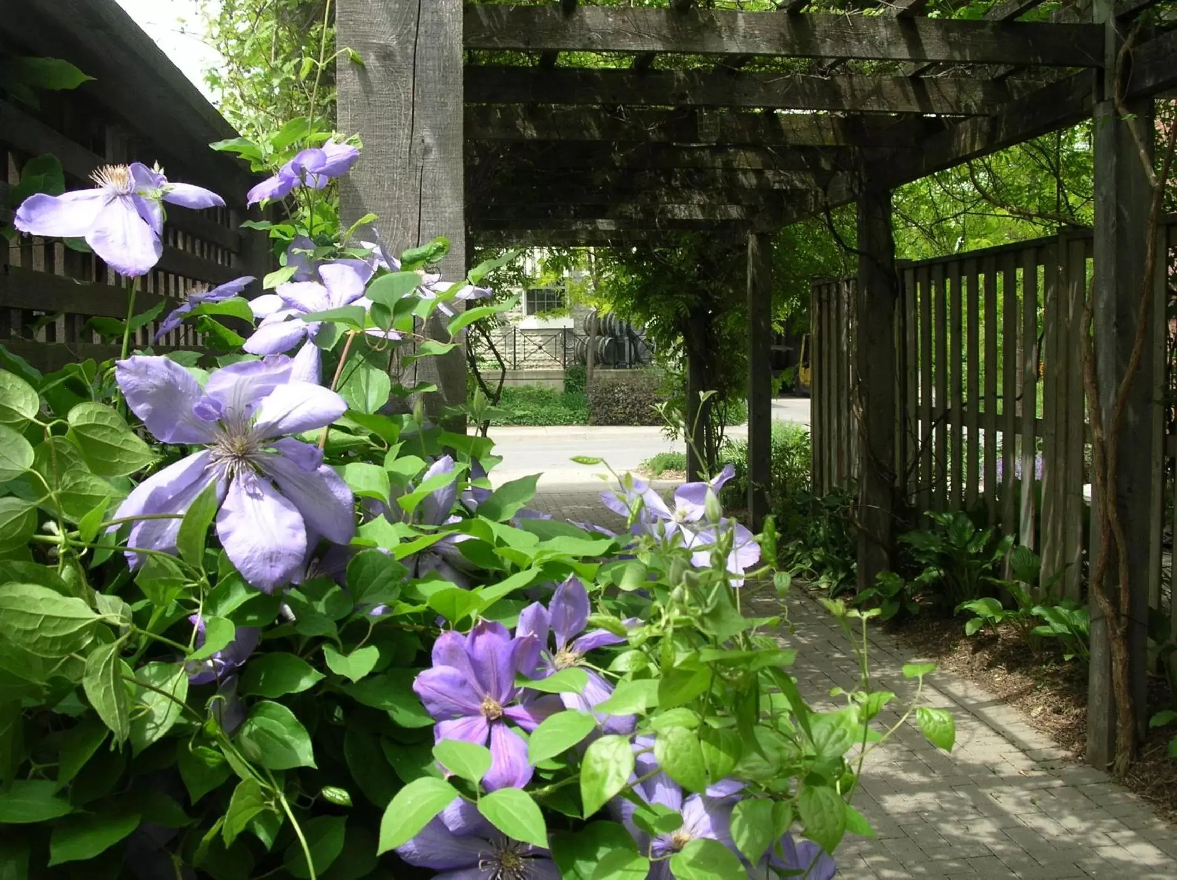 Garden in Inn On The Twenty