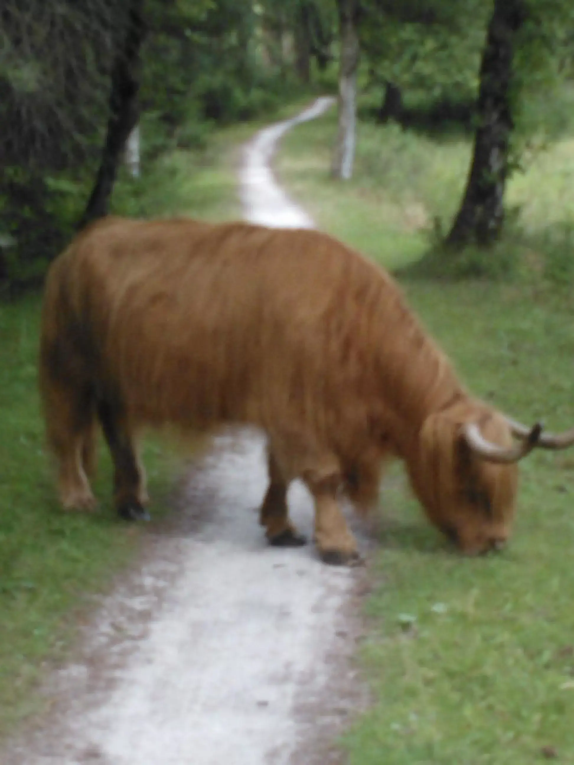 Animals, Other Animals in B&B OpdeParkkamp met laadpaal voor elektrische auto's