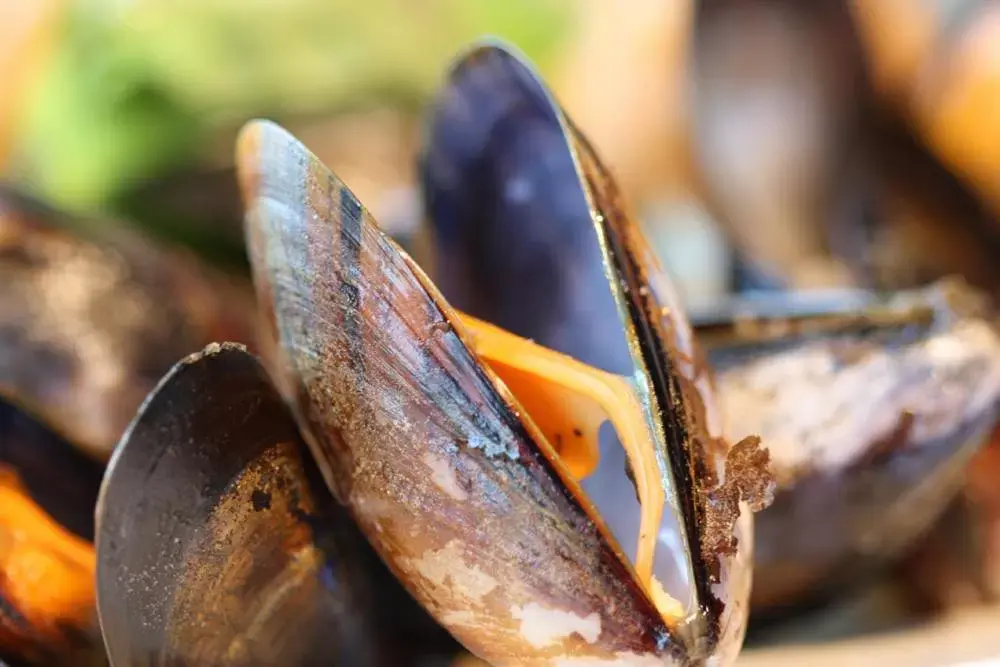 Food close-up, Other Animals in Oyster Inn Connel