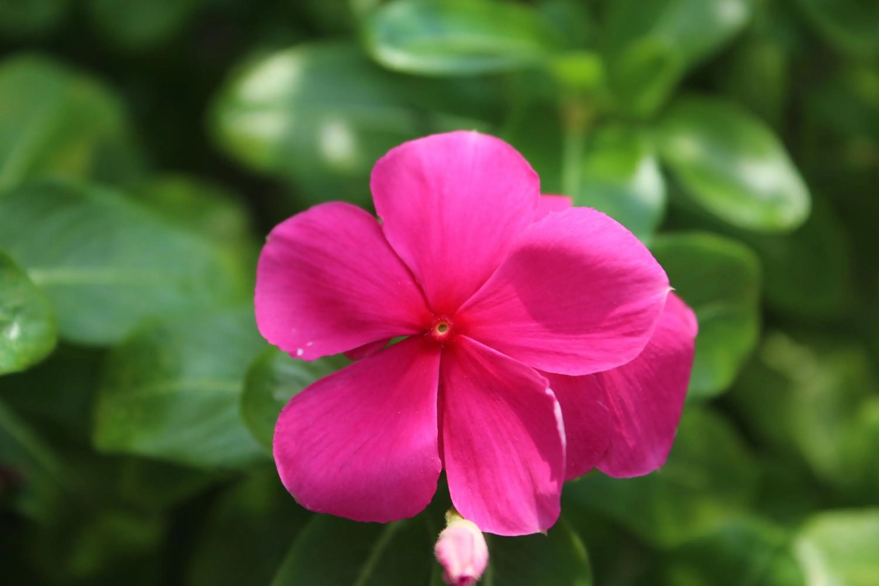 Garden view in Tourway Inn