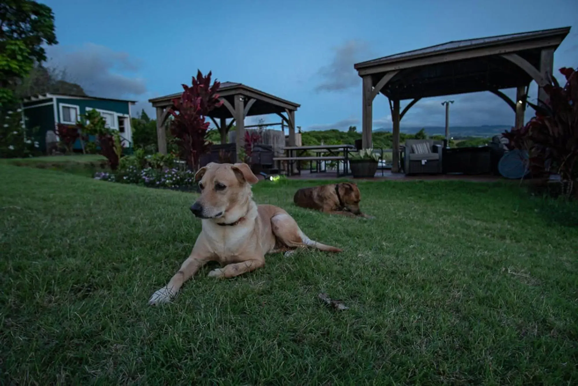 Pets in God's Peace of Maui