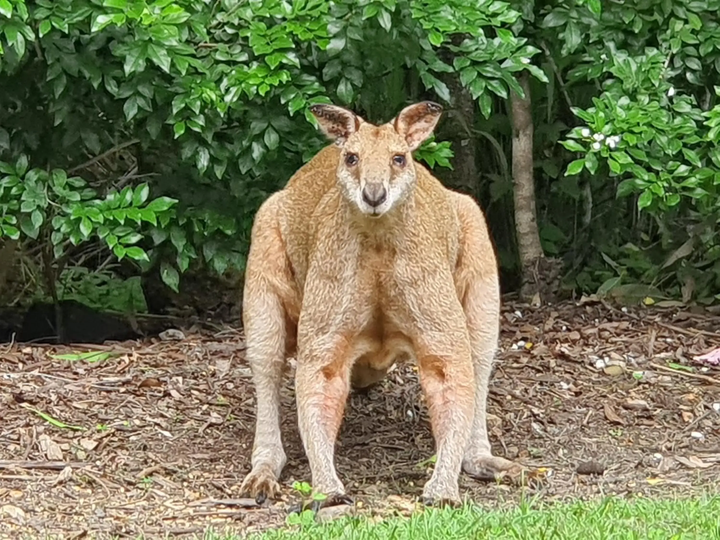 View (from property/room), Other Animals in Airlie Beach Eco Cabins - Adults Only