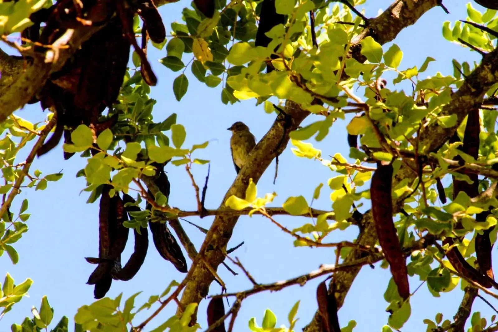 Garden, Other Animals in Casas Rurales Los Algarrobales