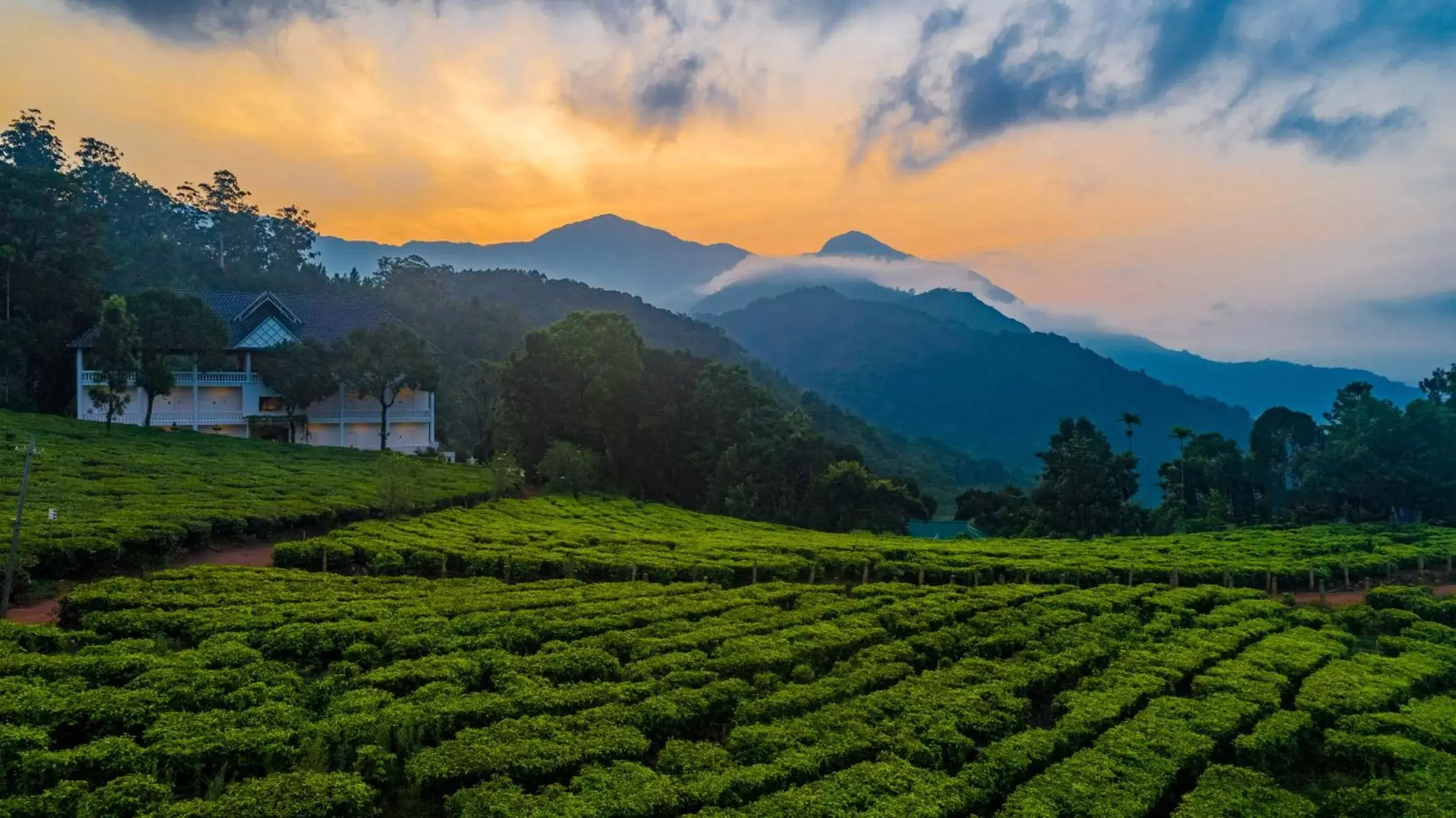 Natural landscape in Tea Harvester
