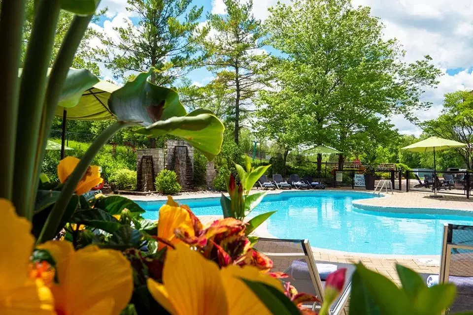 Swimming Pool in Hockley Valley Resort