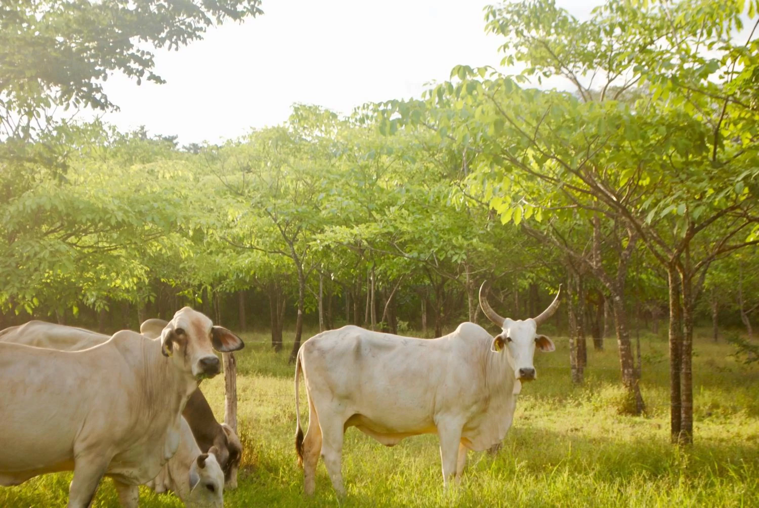 Hiking in Hotel Diriá Santa Cruz